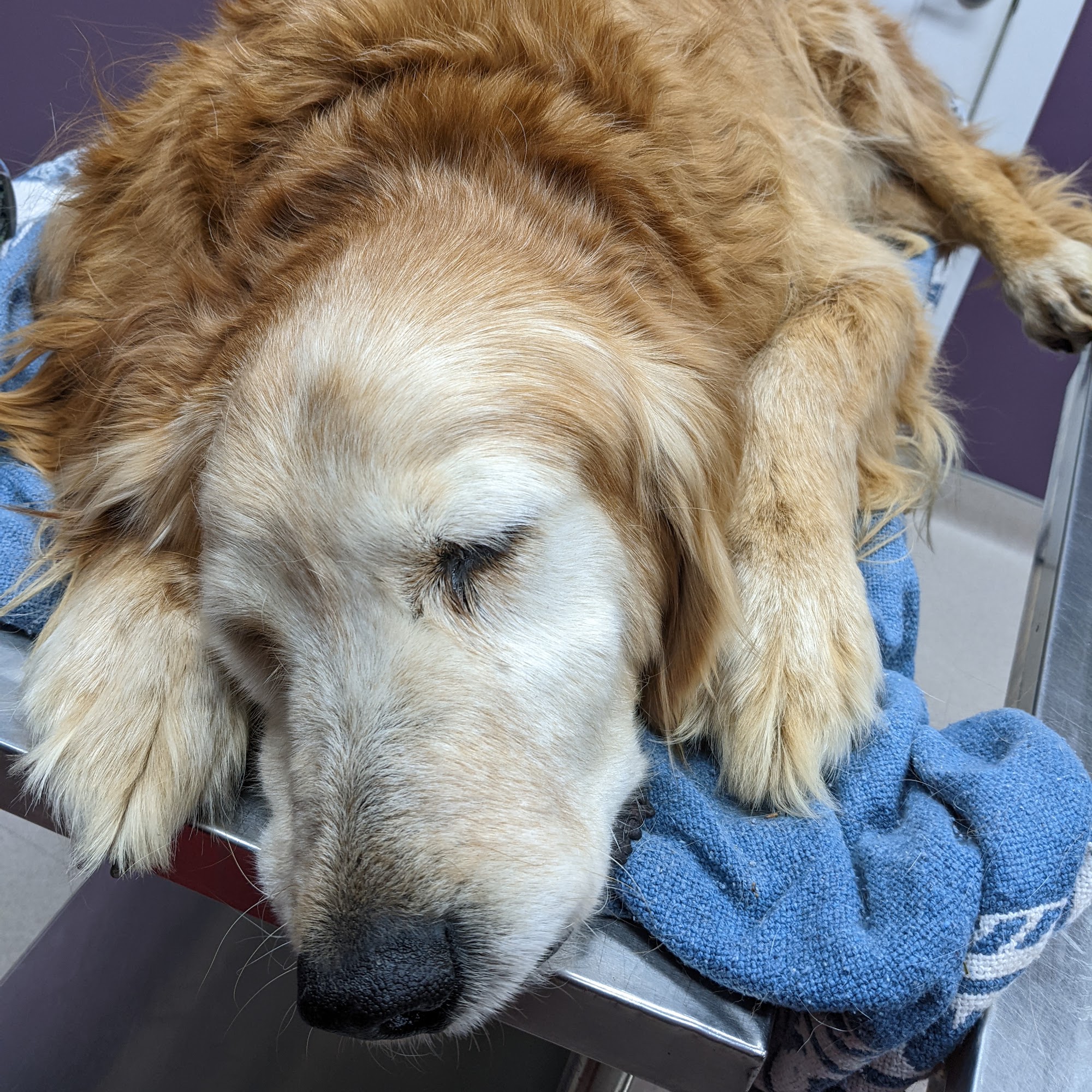 Matthews Veterinary Hospital: Matthews Anthony DVM Moultrie