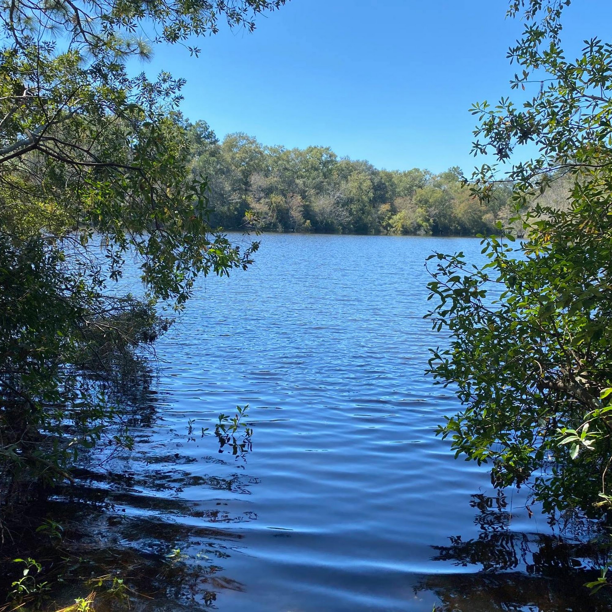 Rowell Auctions Inc Moultrie