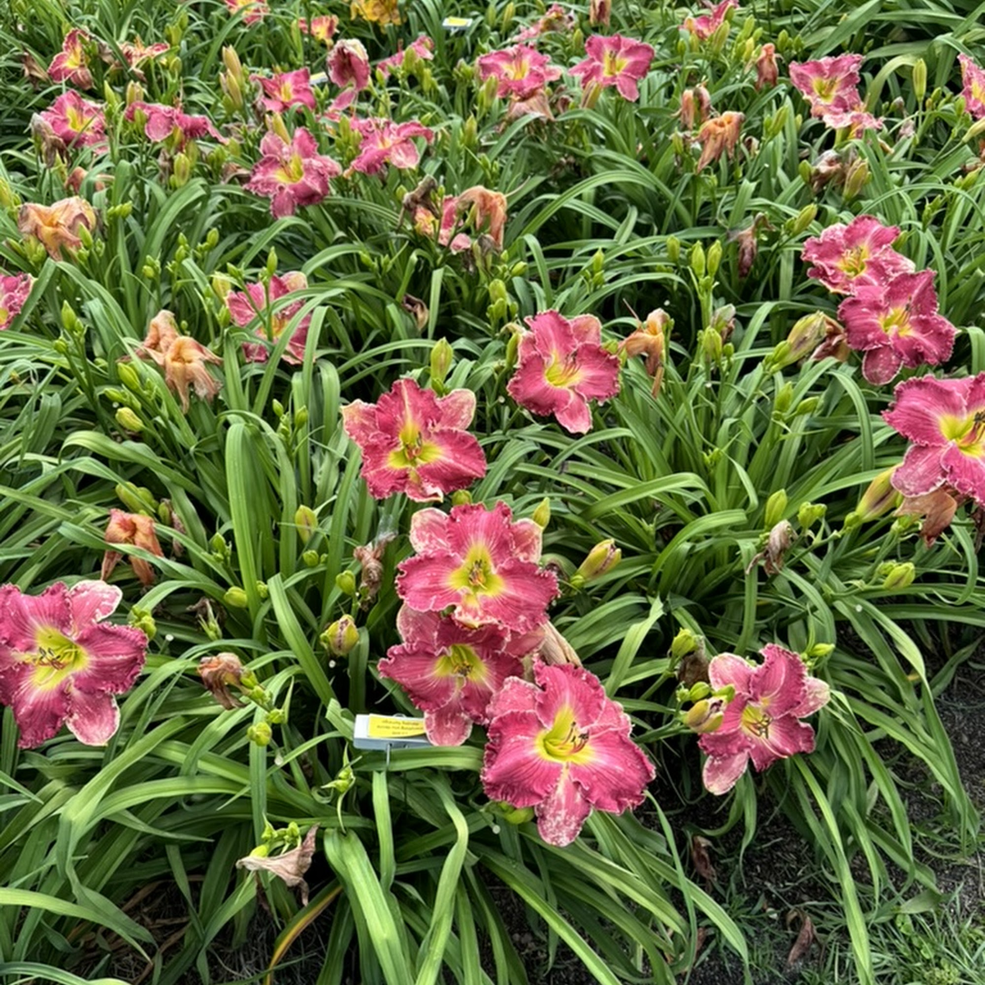 Kathy's Daylilies Moultrie