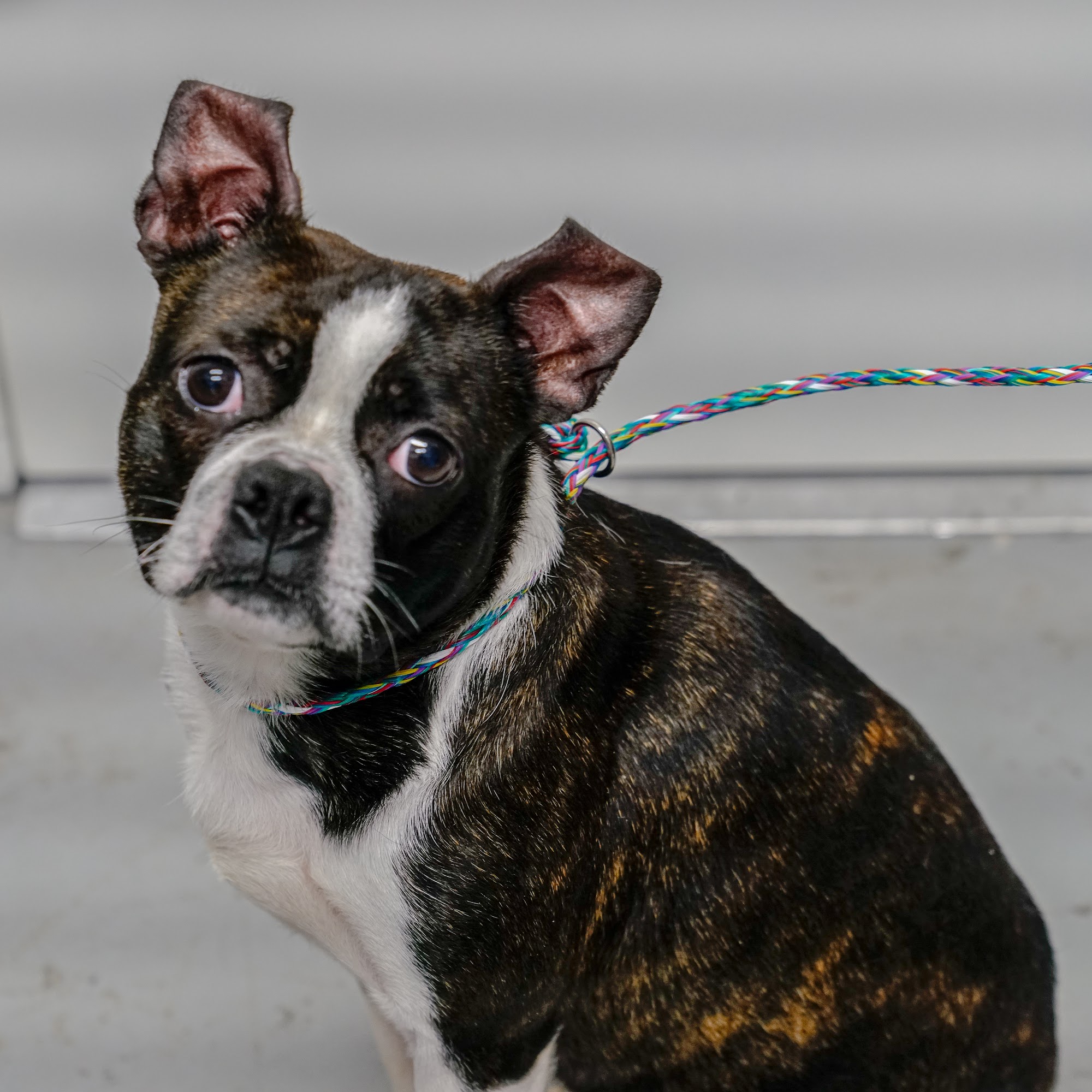 Branch's Veterinary Clinic Nashville