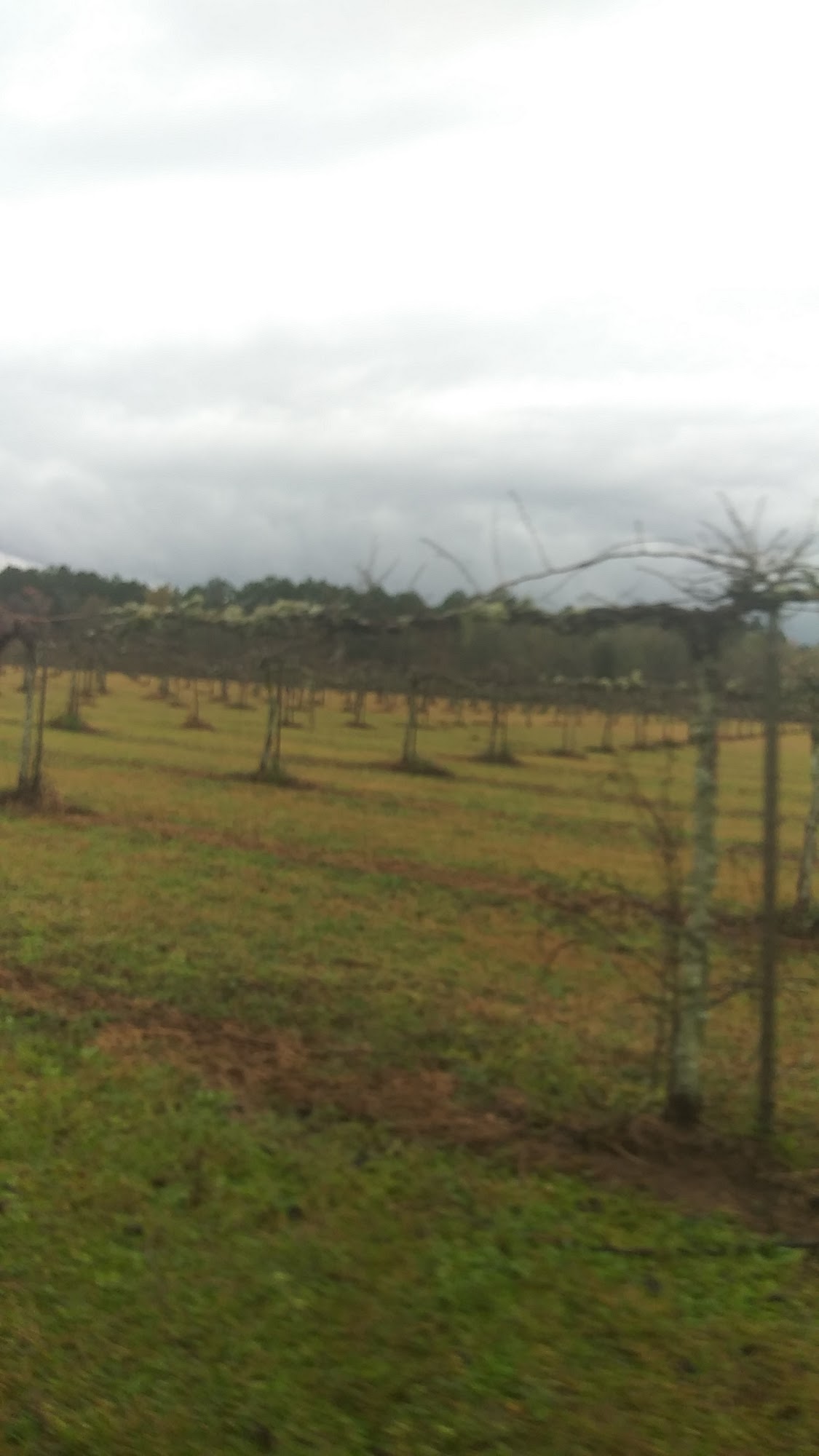 Horse Creek Winery Nashville