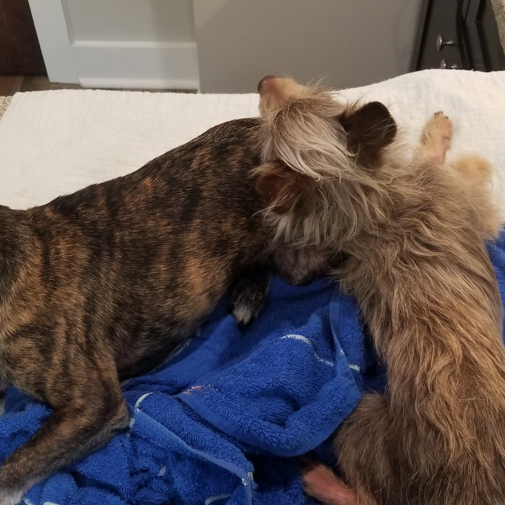 Newnan Animal Hospital Newnan