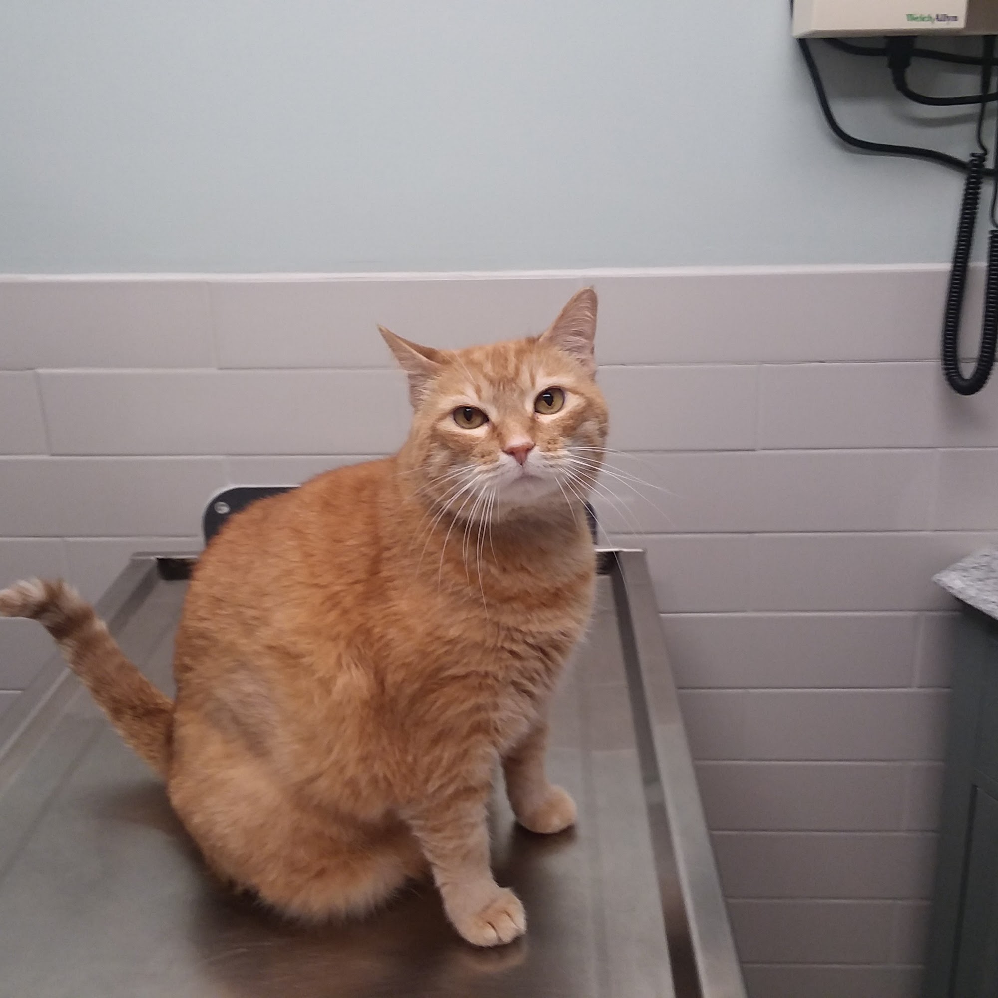 Coweta Animal Hospital Newnan