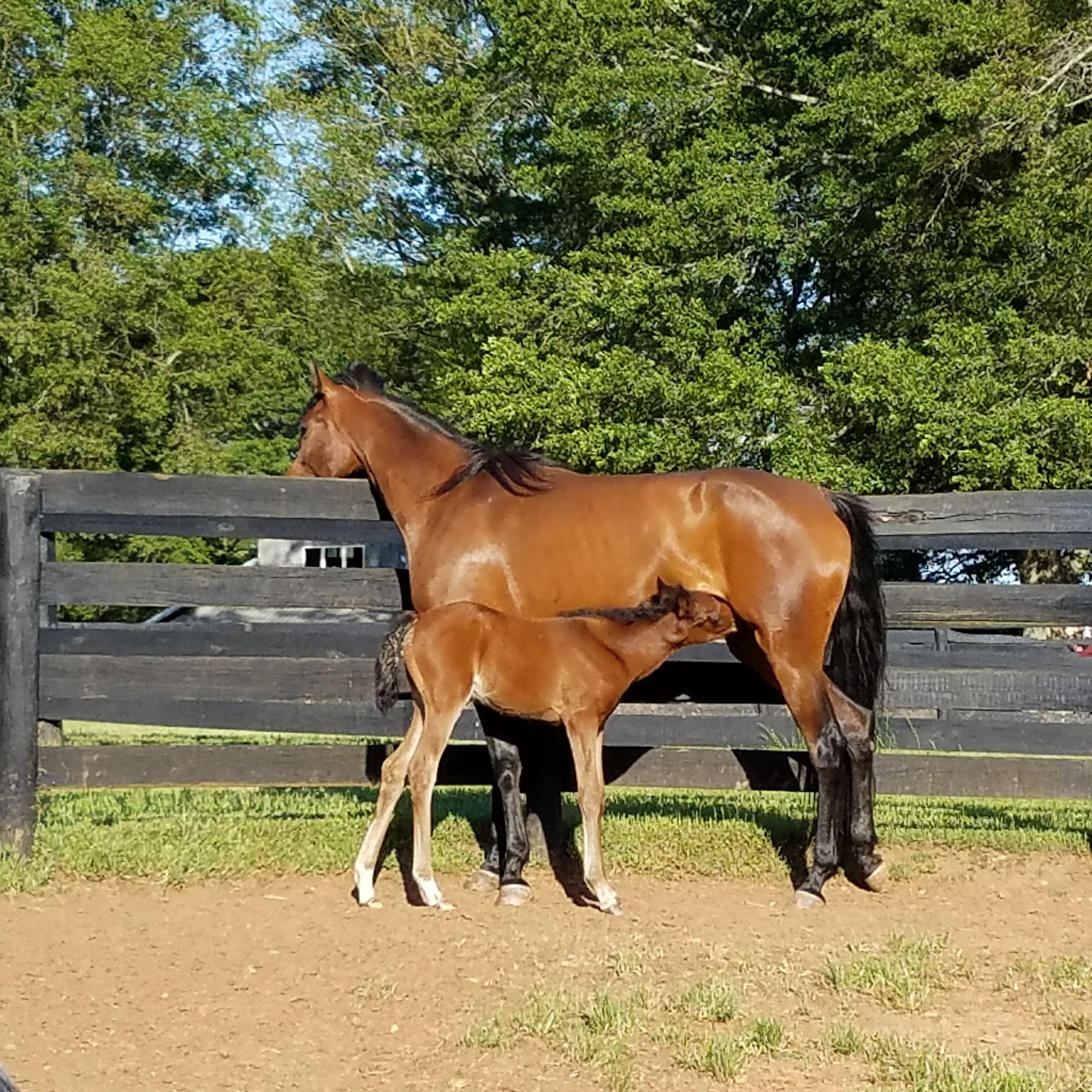 Southern Crescent Equine Services Newnan