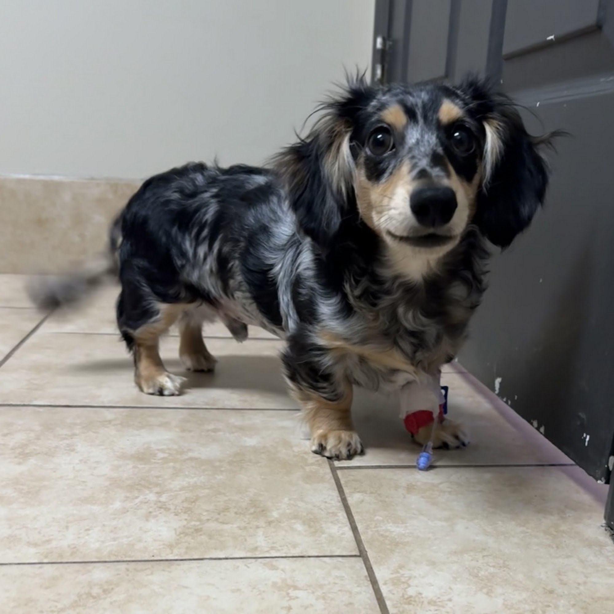 Dogwood Veterinary Hospital Newnan