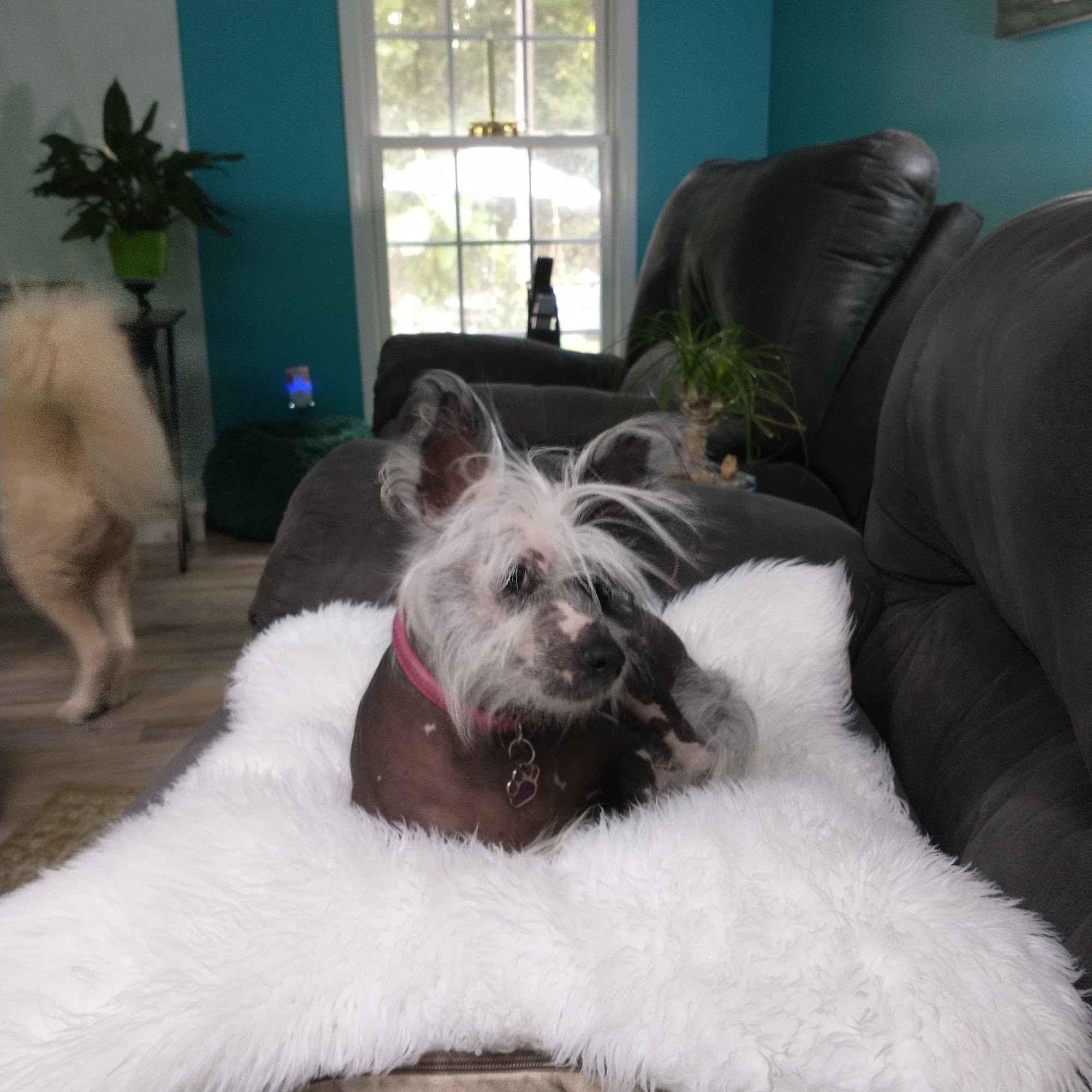 West Mobile Animal Clinic Newnan