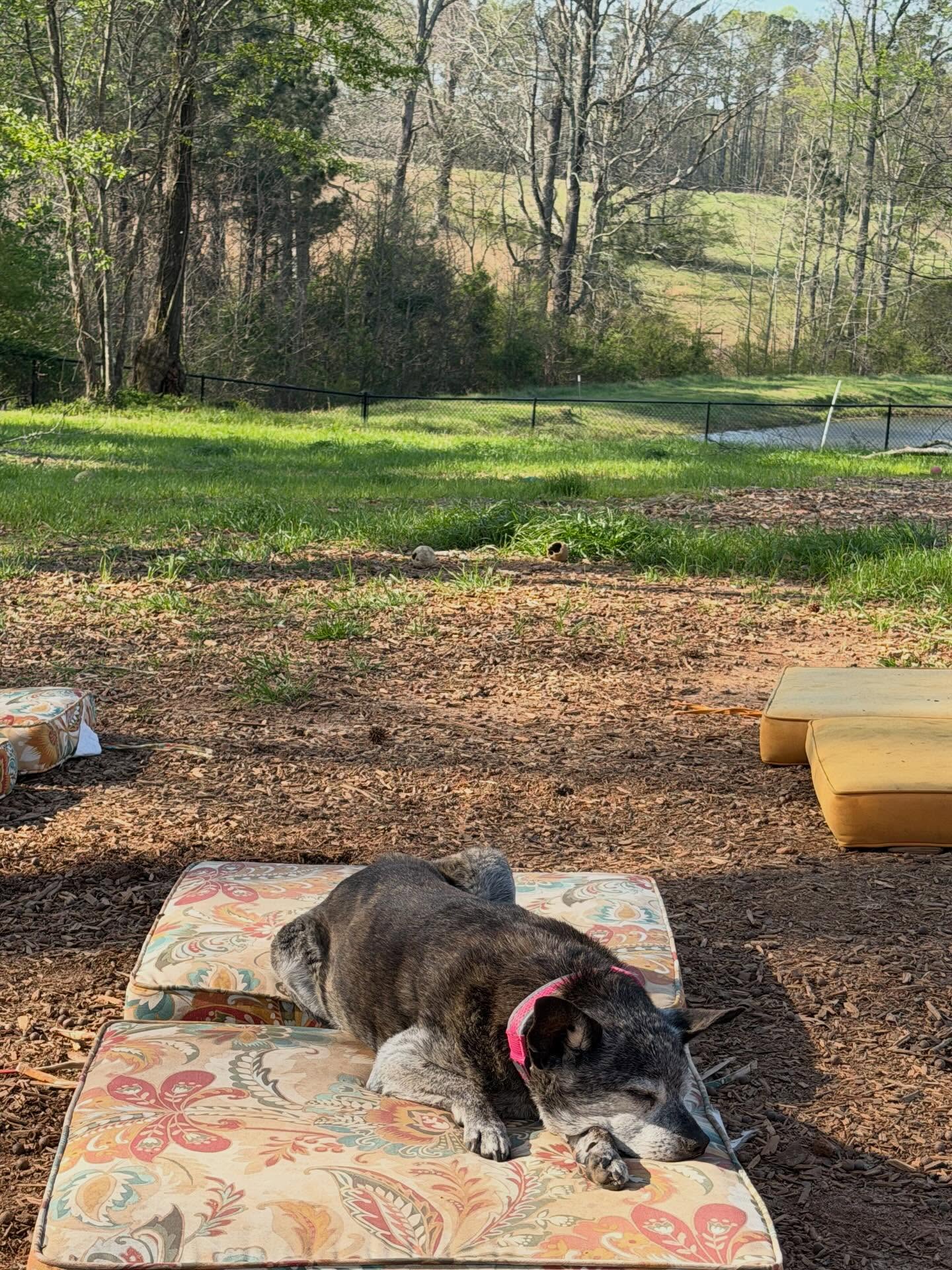 Serenity Dog Retreat Newnan