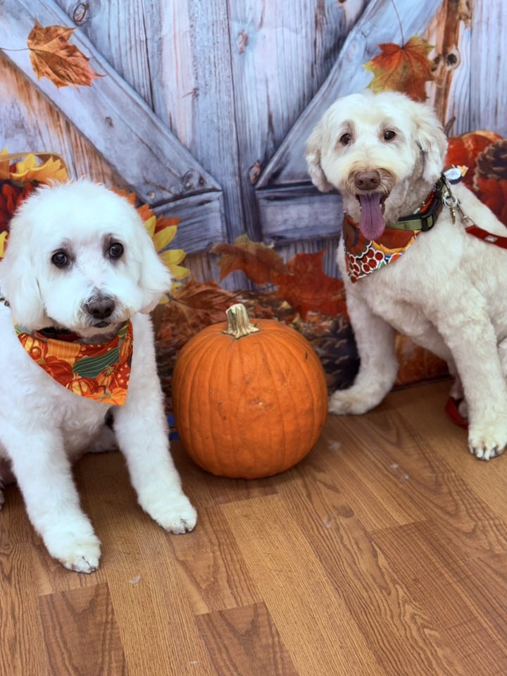 The Doodle Groomer Newnan