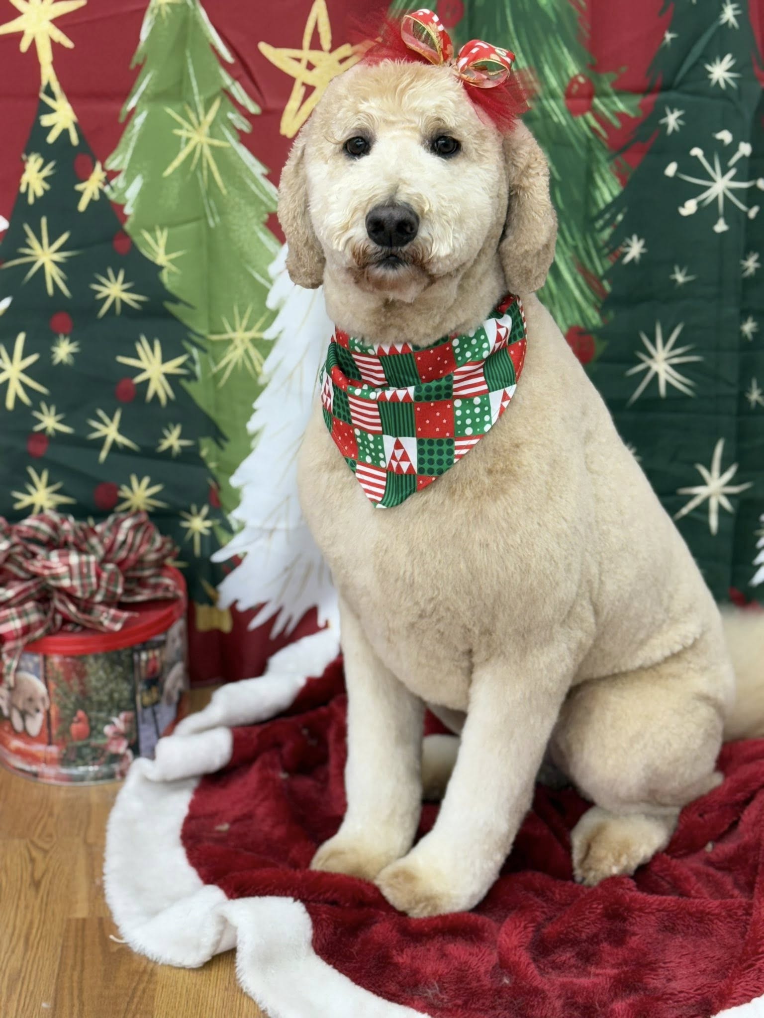 The Doodle Groomer Newnan