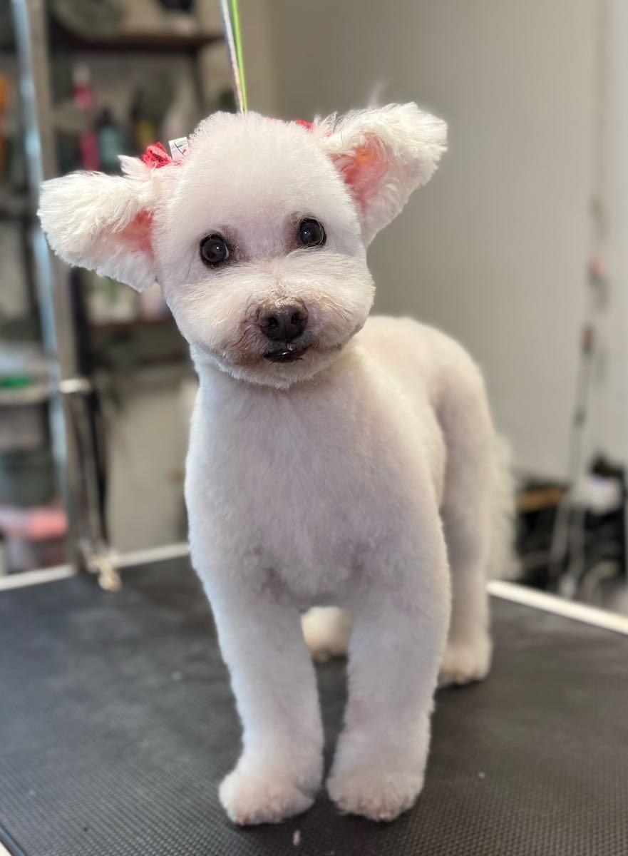 The Grooming Studio Inc. Newnan