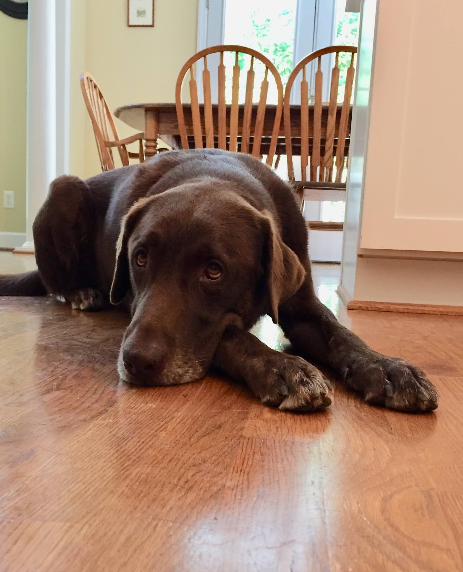 USDA National Detector Dog Training Center Newnan
