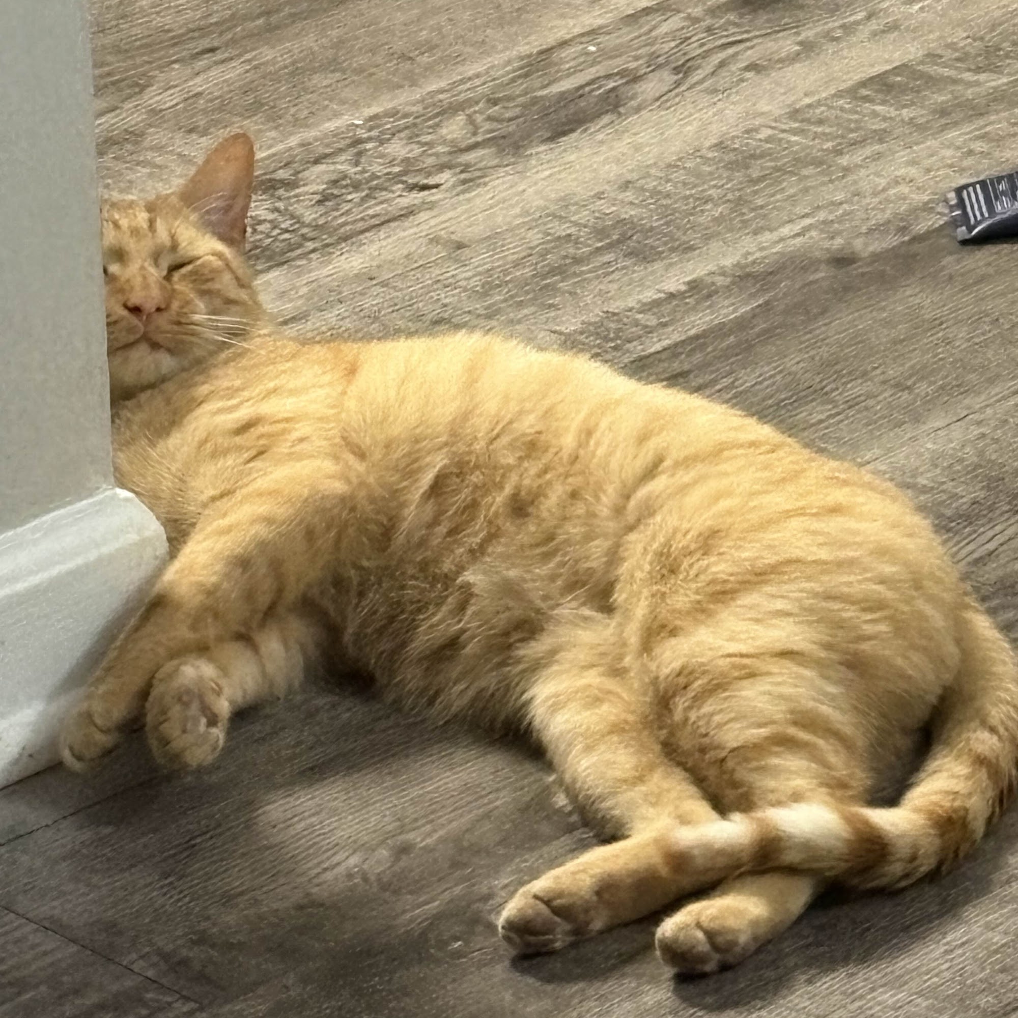 Peachtree Corners Animal Clinic Norcross