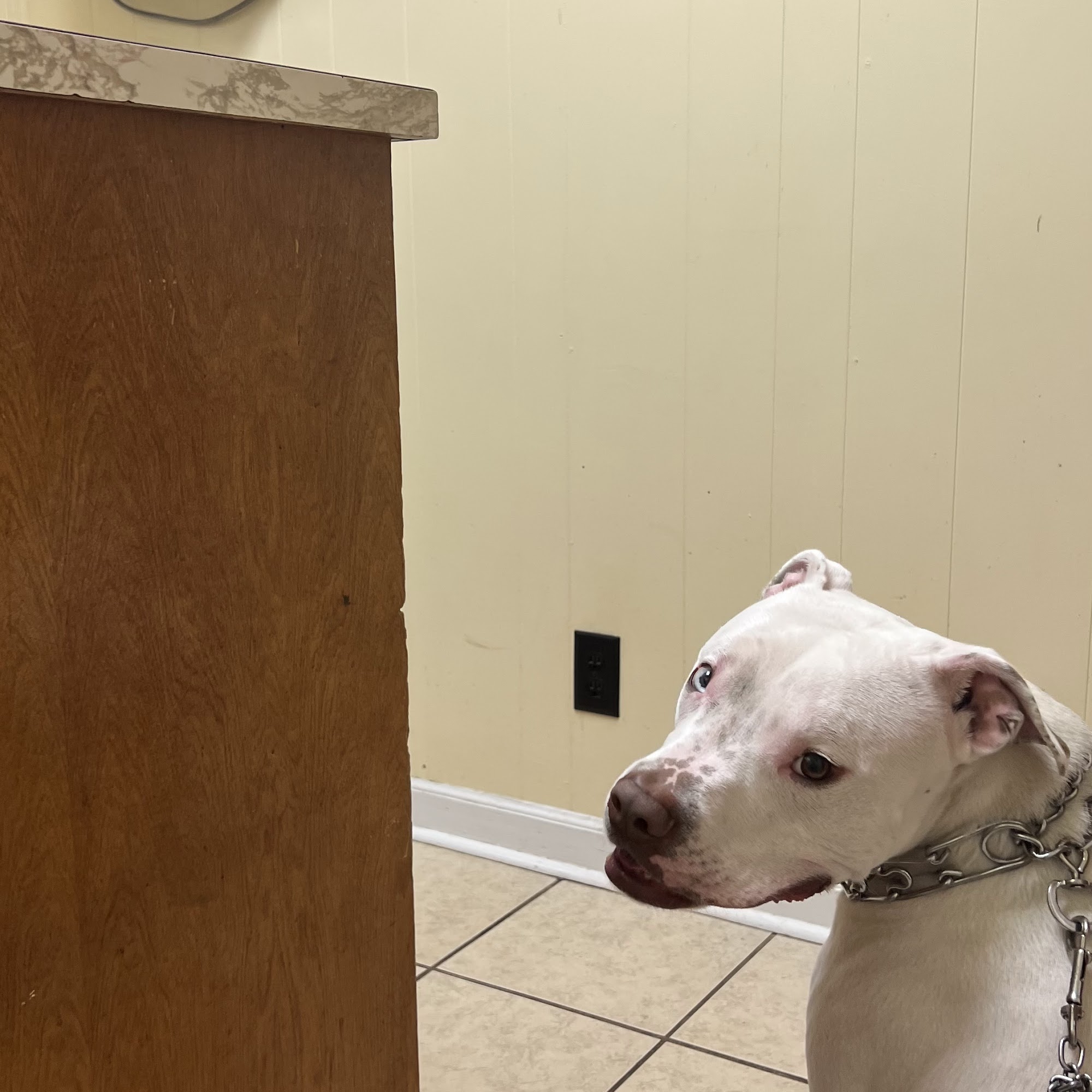 Woods Animal Hospital Norcross