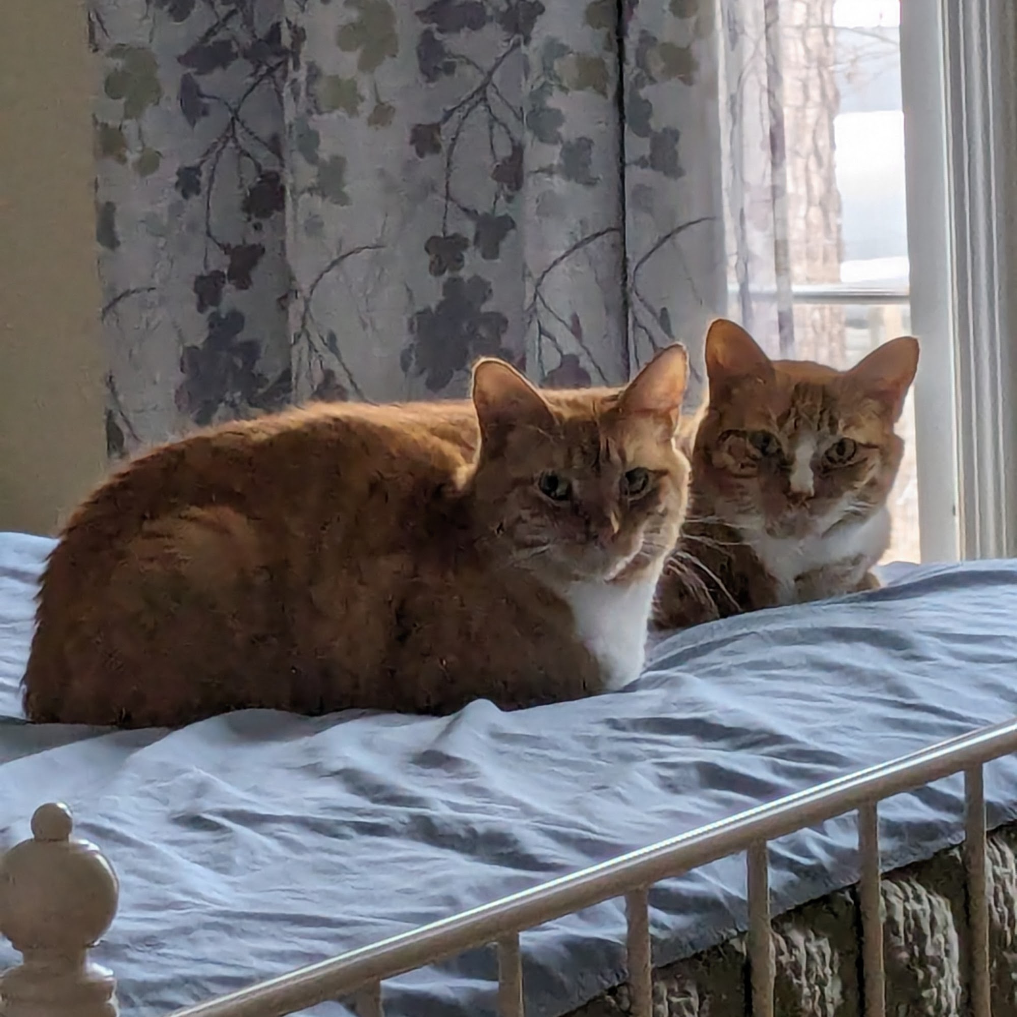 Indian Trail Animal Hospital Norcross