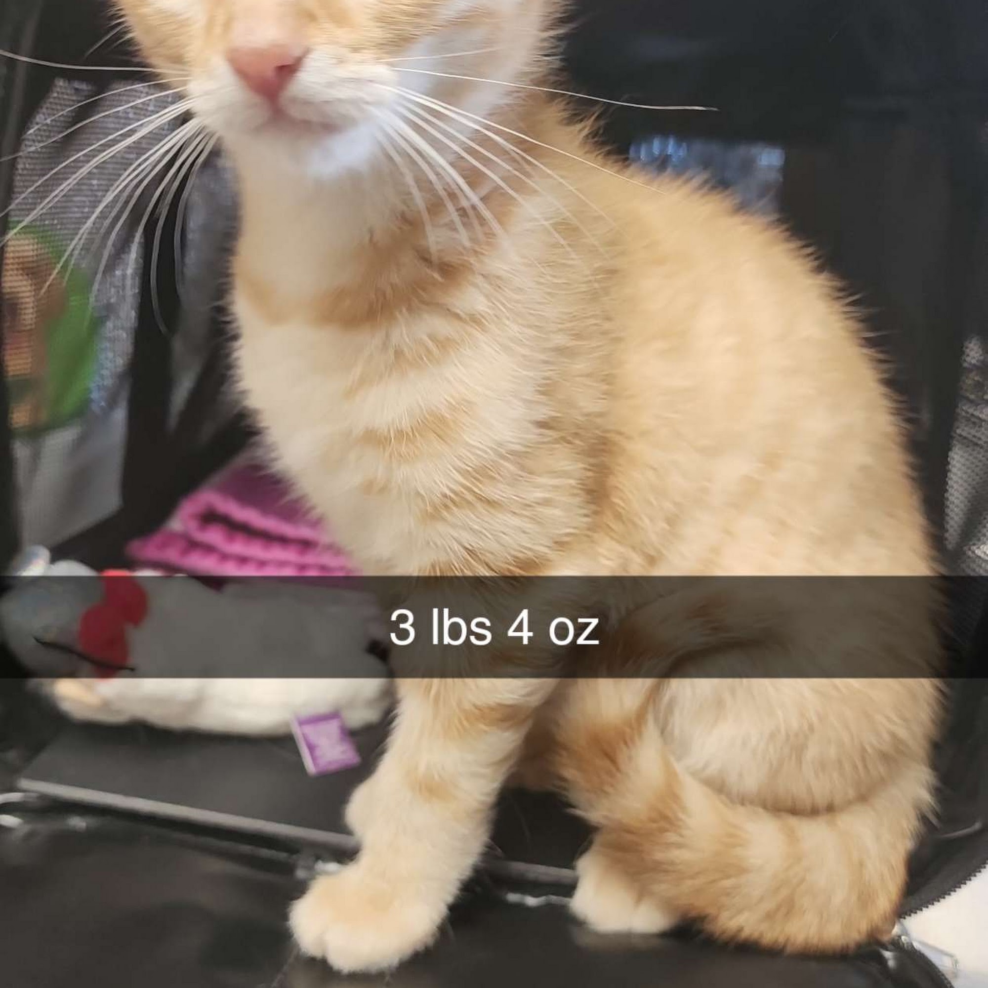 South Hall Veterinary Hospital Oakwood