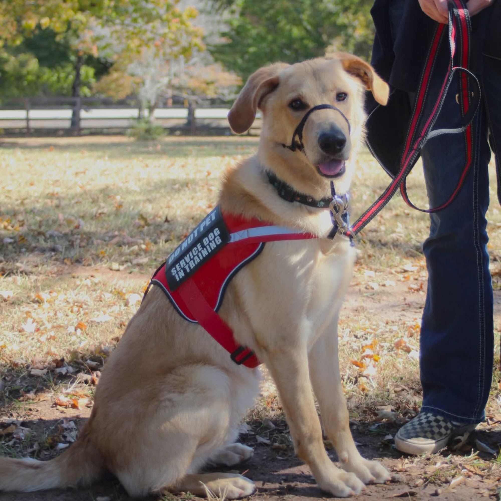 TAO K9 Unleashed Peachtree City