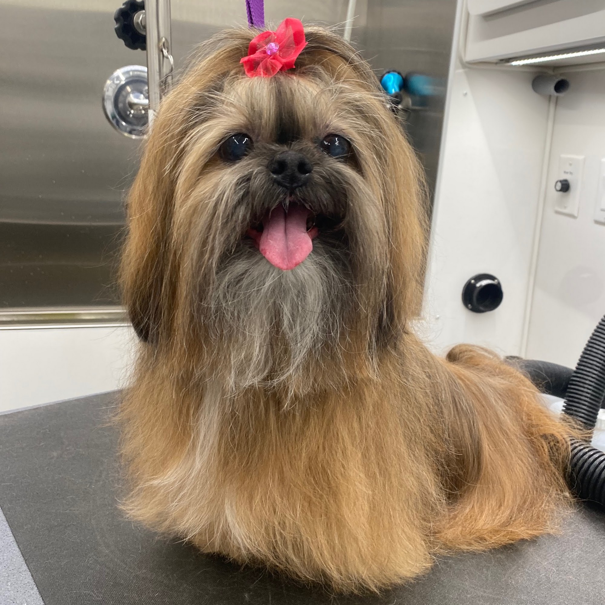 Pampered Paws Peachtree Corners