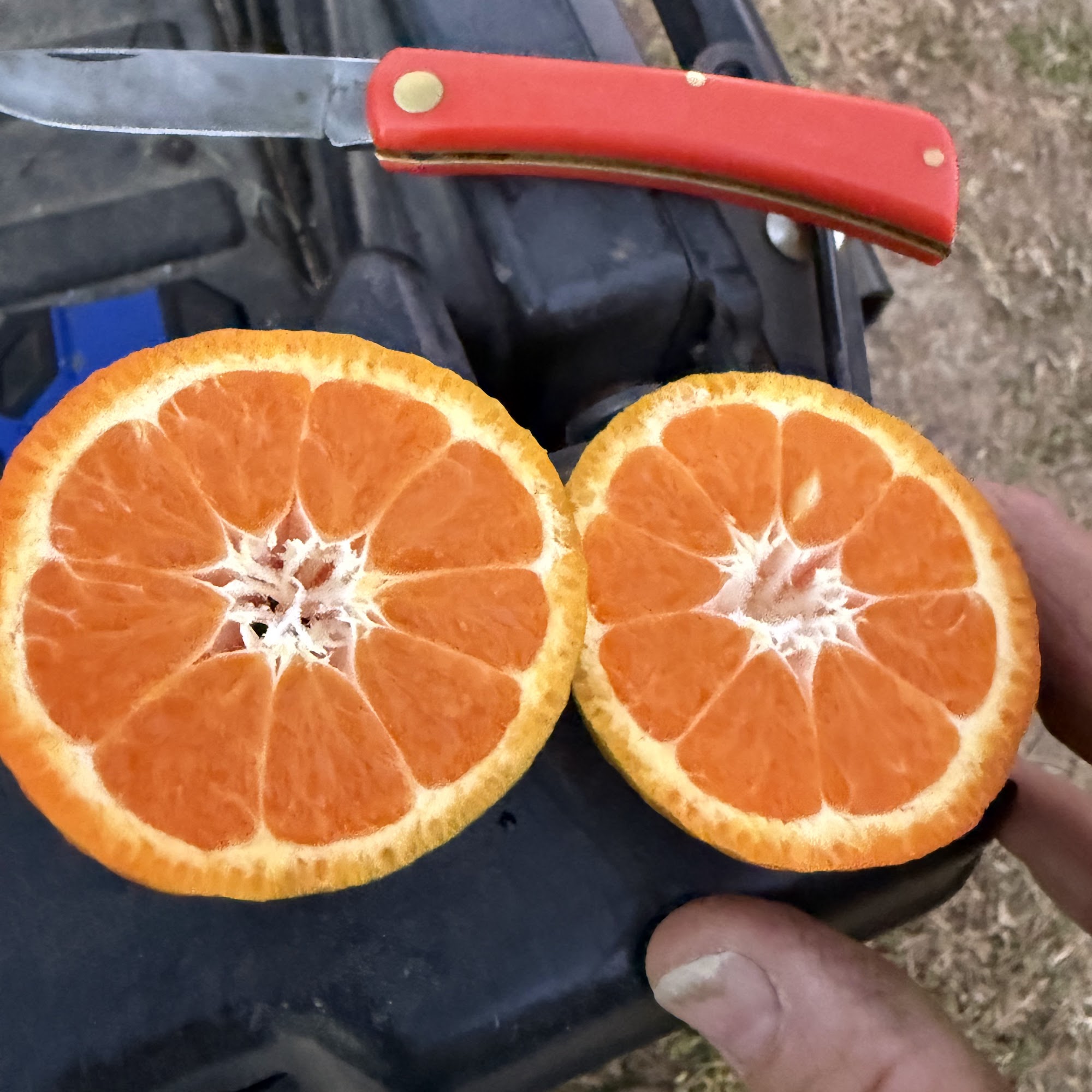 Tender Heart Pearson