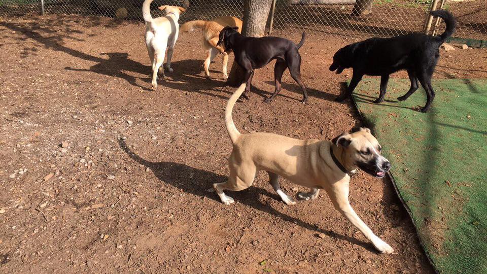 Doggie Days Boarding, Daycare, and Grooming Pendergrass