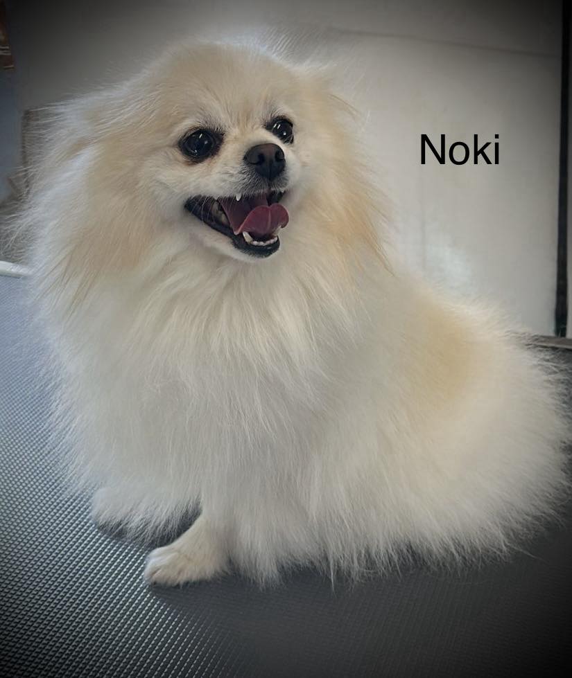 Doggie Days Boarding, Daycare, and Grooming Pendergrass