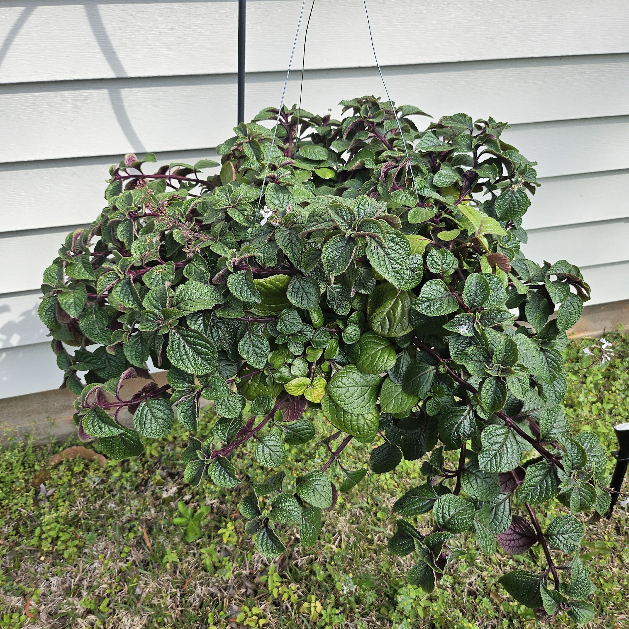 Everyday Farm and Garden Perry