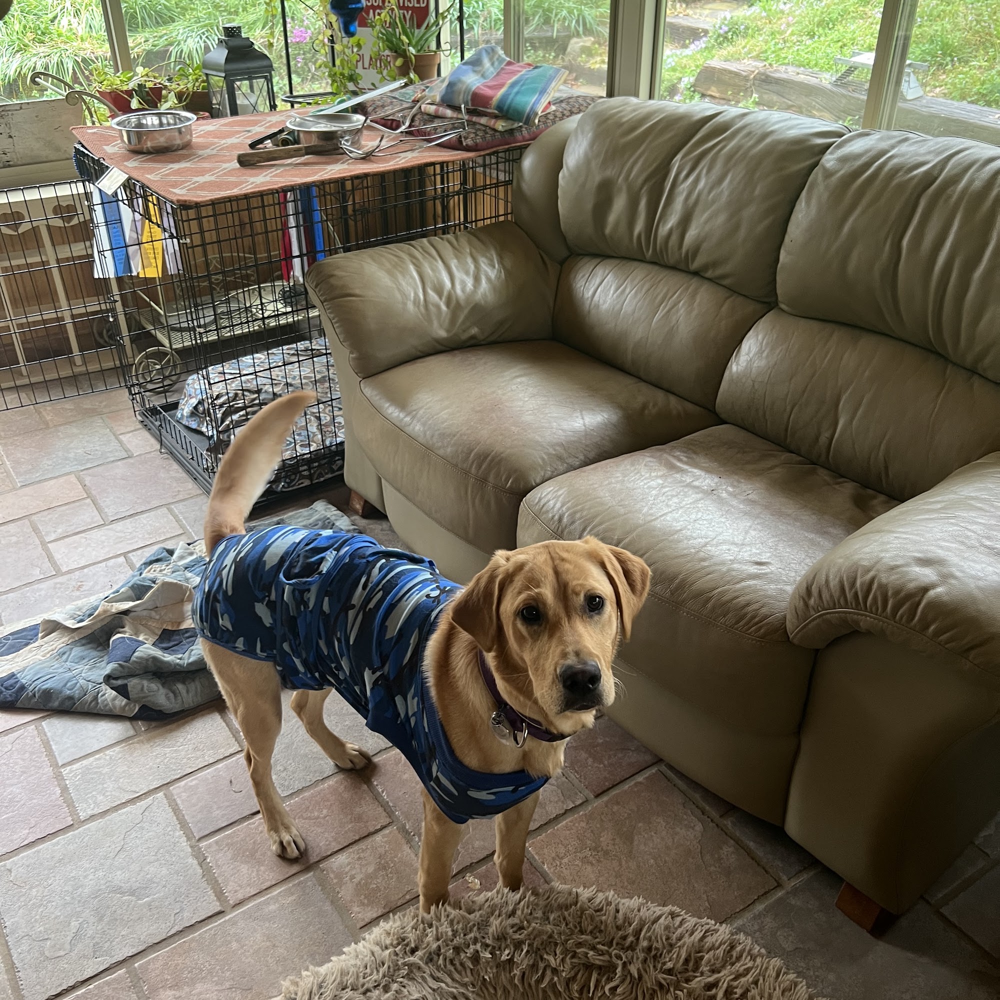 Valley Veterinary Associates Pine Mountain