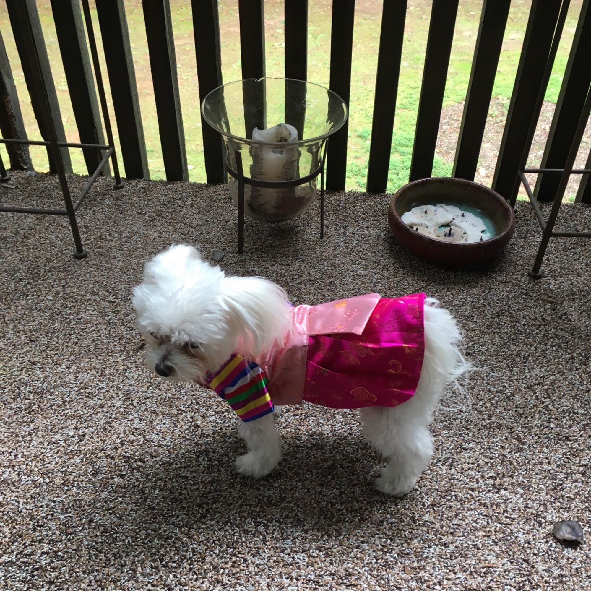 Powder Springs Animal Clinic Powder Springs