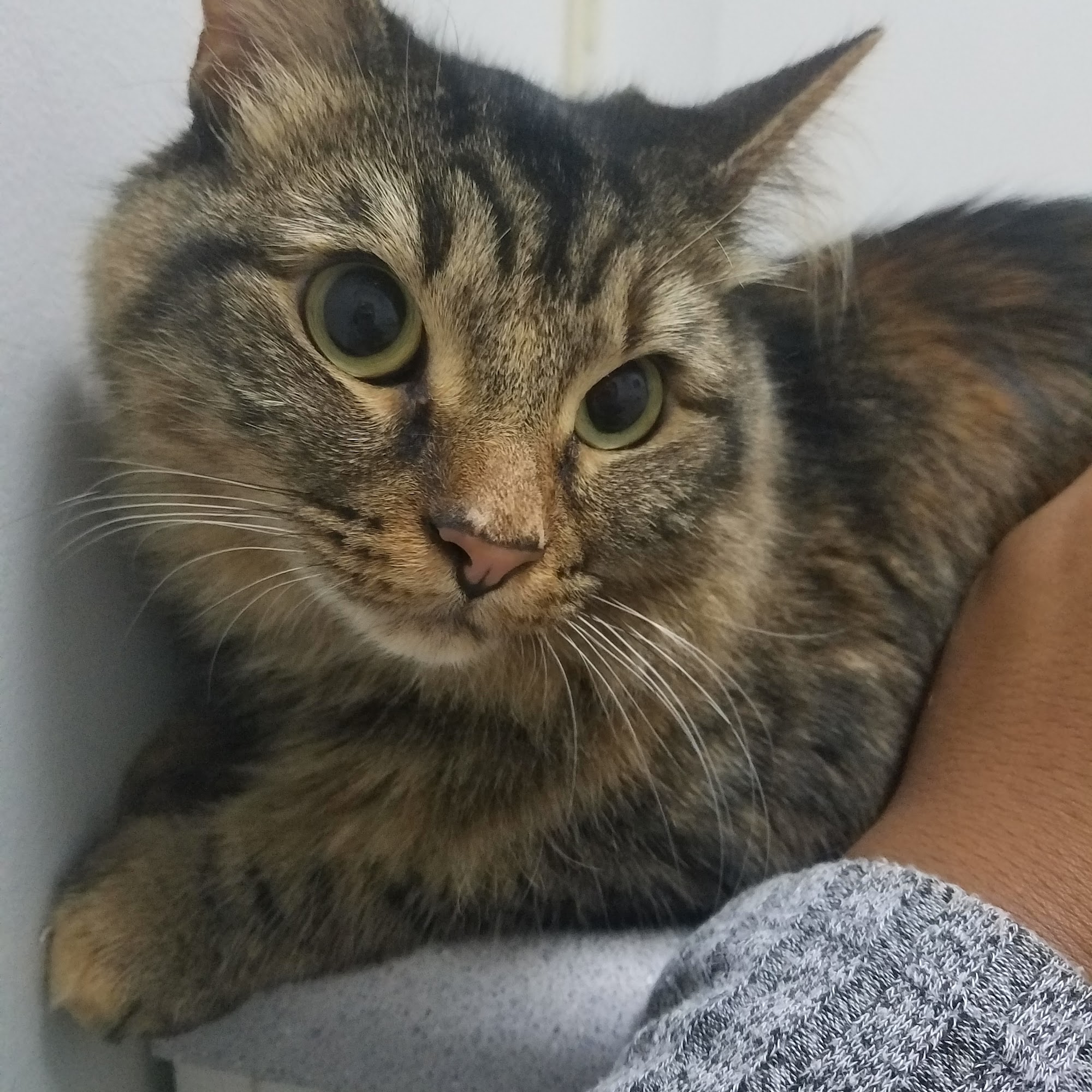 West Cobb Veterinary Clinic Powder Springs