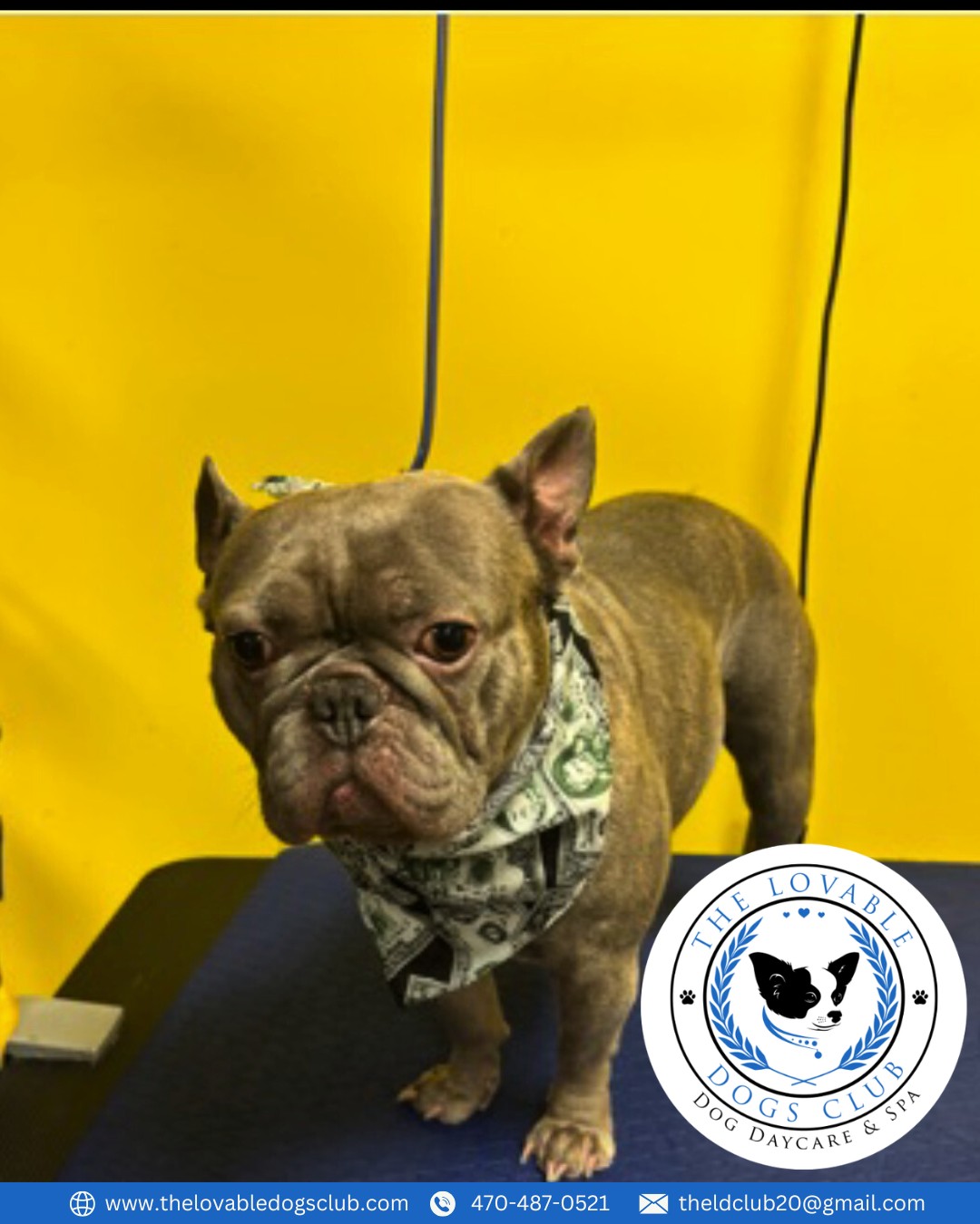 The Lovable Dogs Club Dog Daycare and Spa Powder Springs