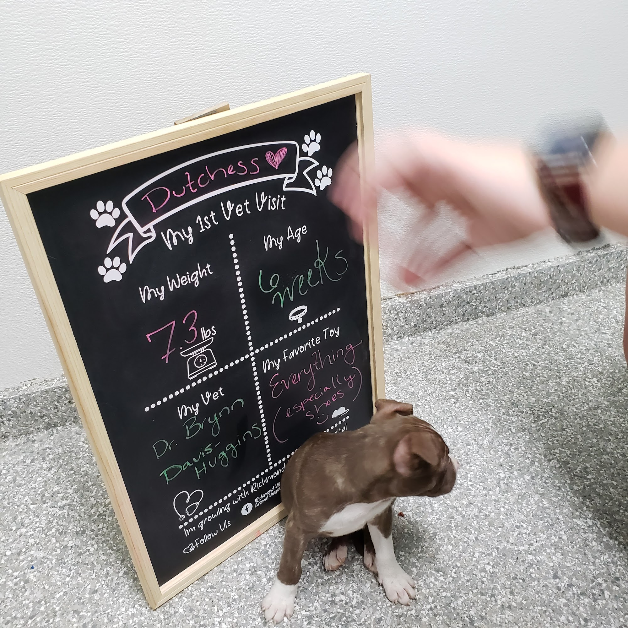 Richmond Hill Animal Hospital Richmond Hill