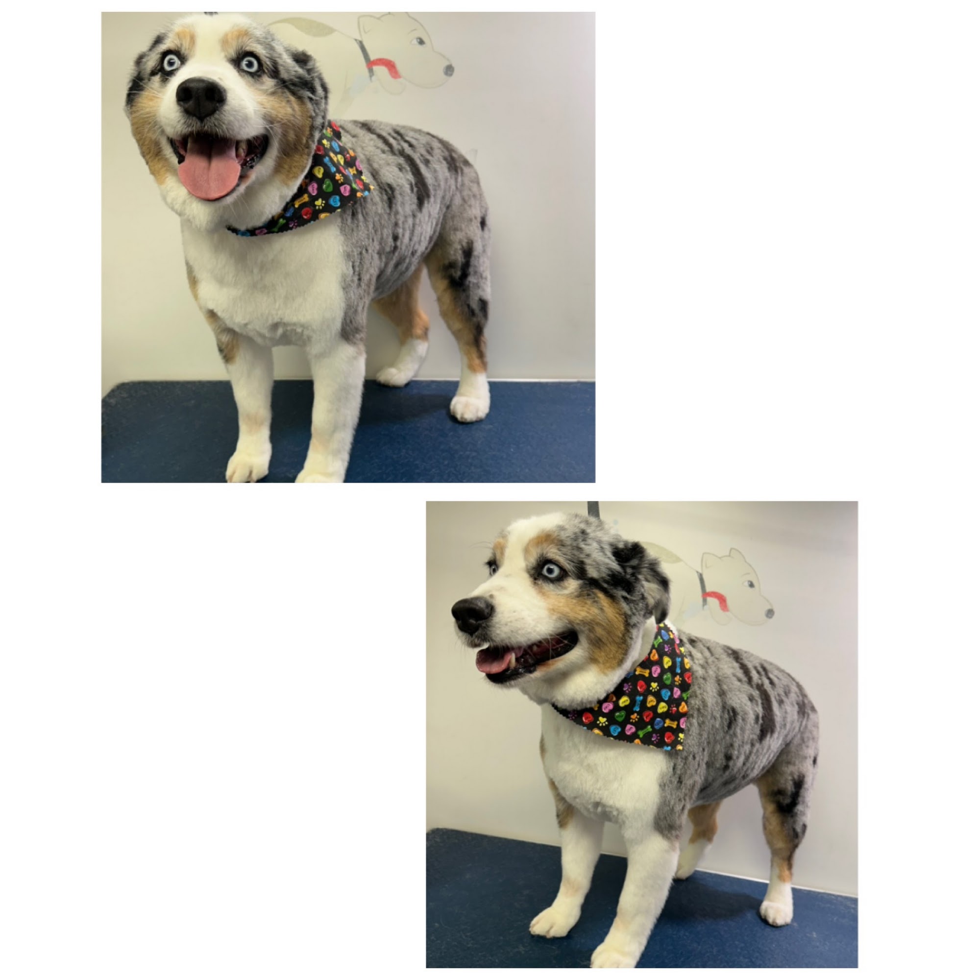 Zoom N Groom Mobile Spa LLC Richmond Hill