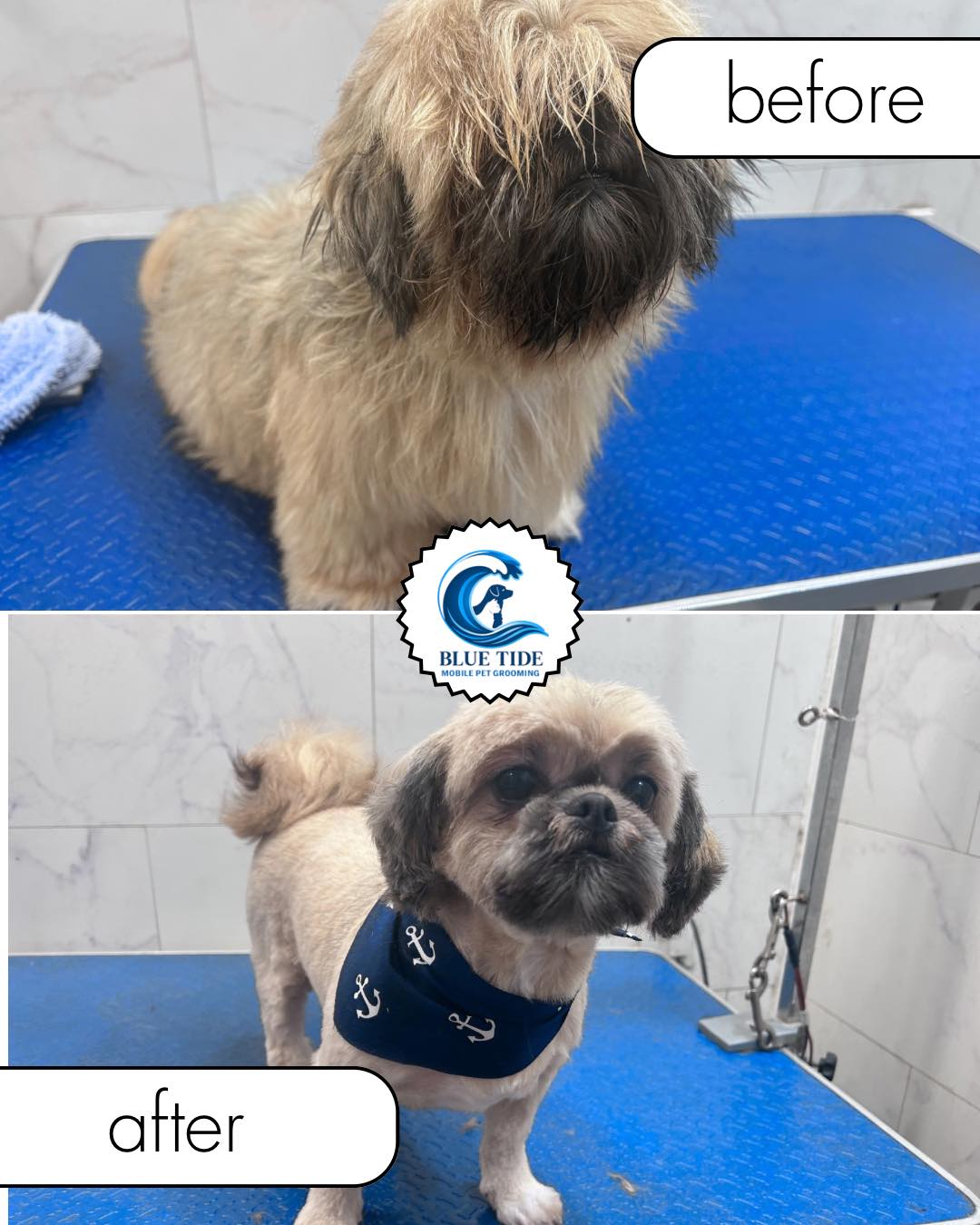 Zoom N Groom Mobile Spa LLC Richmond Hill