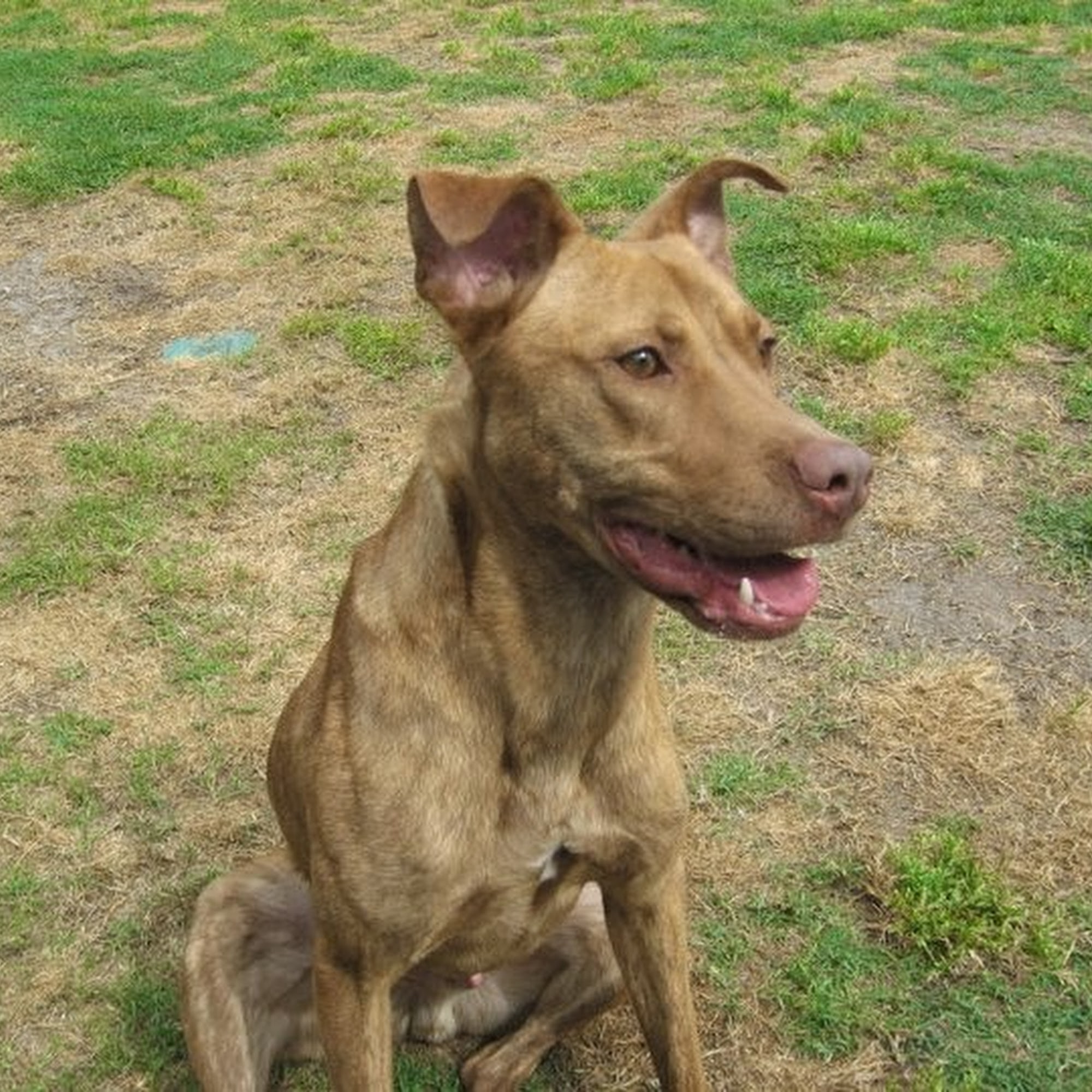 Effingham Animal Hospital Rincon