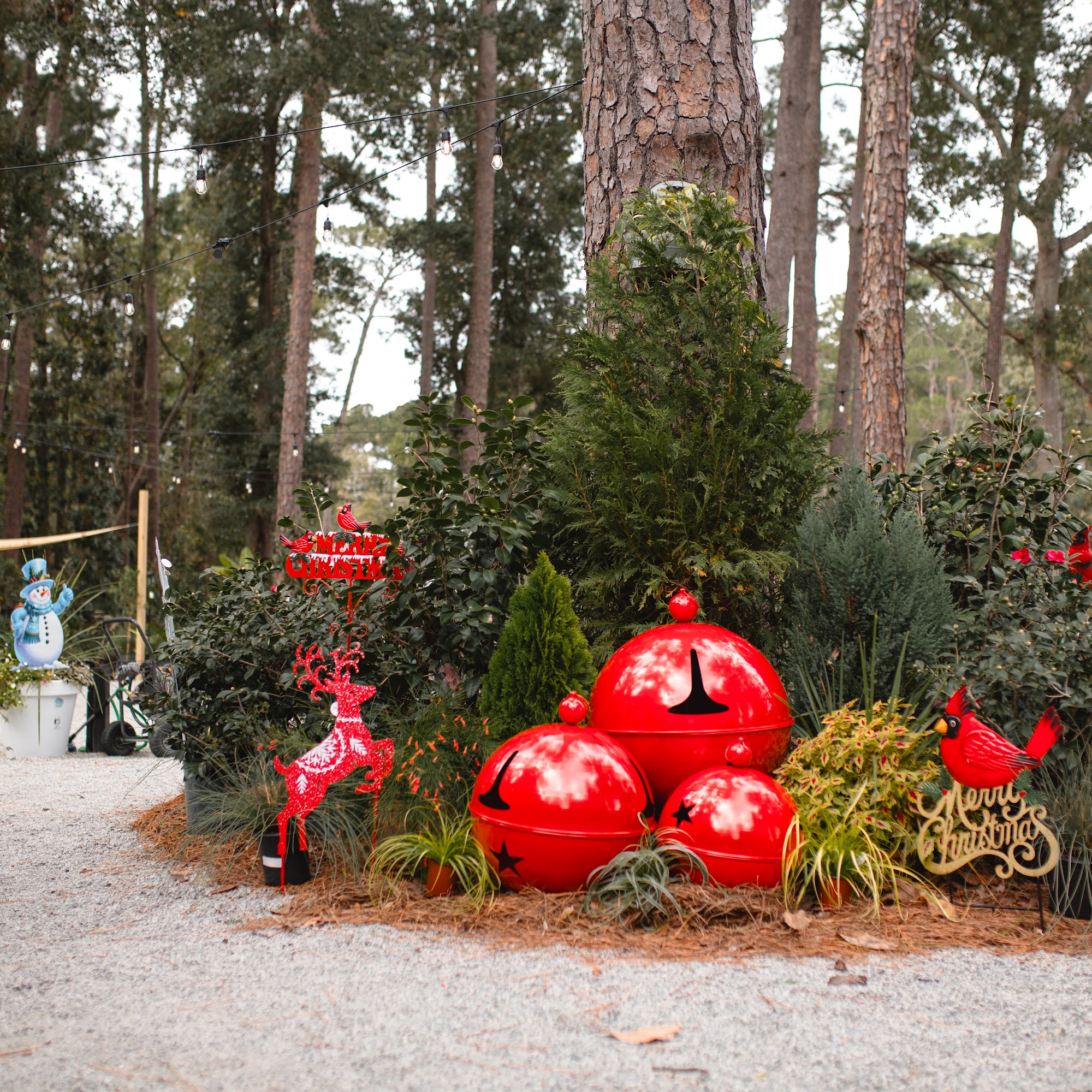 Wright's Market Rincon