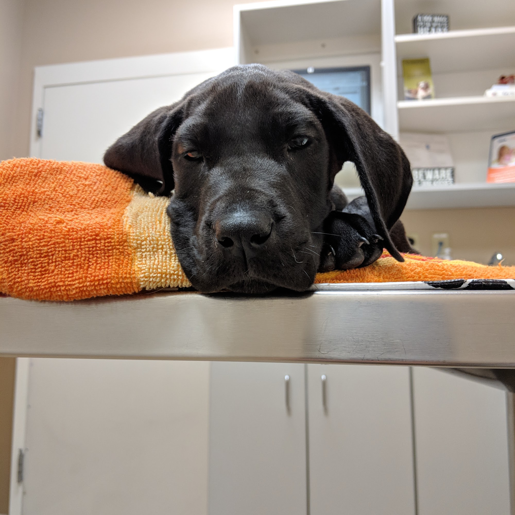 Rogers K Martin DVM Ringgold