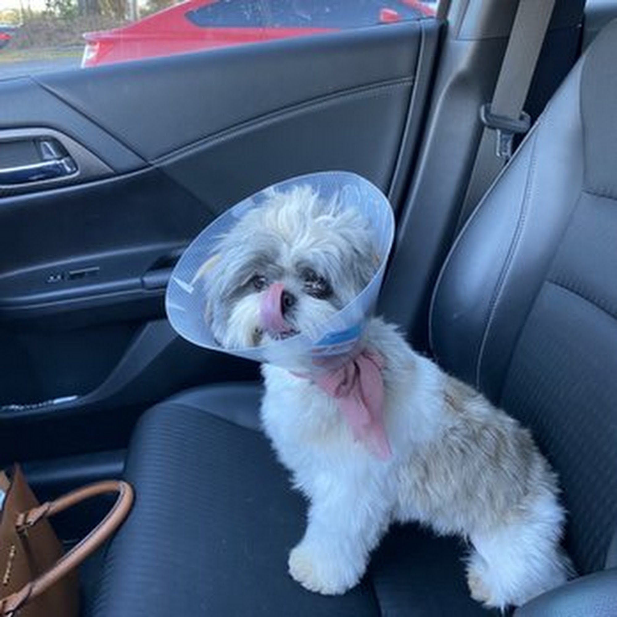 Allied Animal Healthcare Riverdale