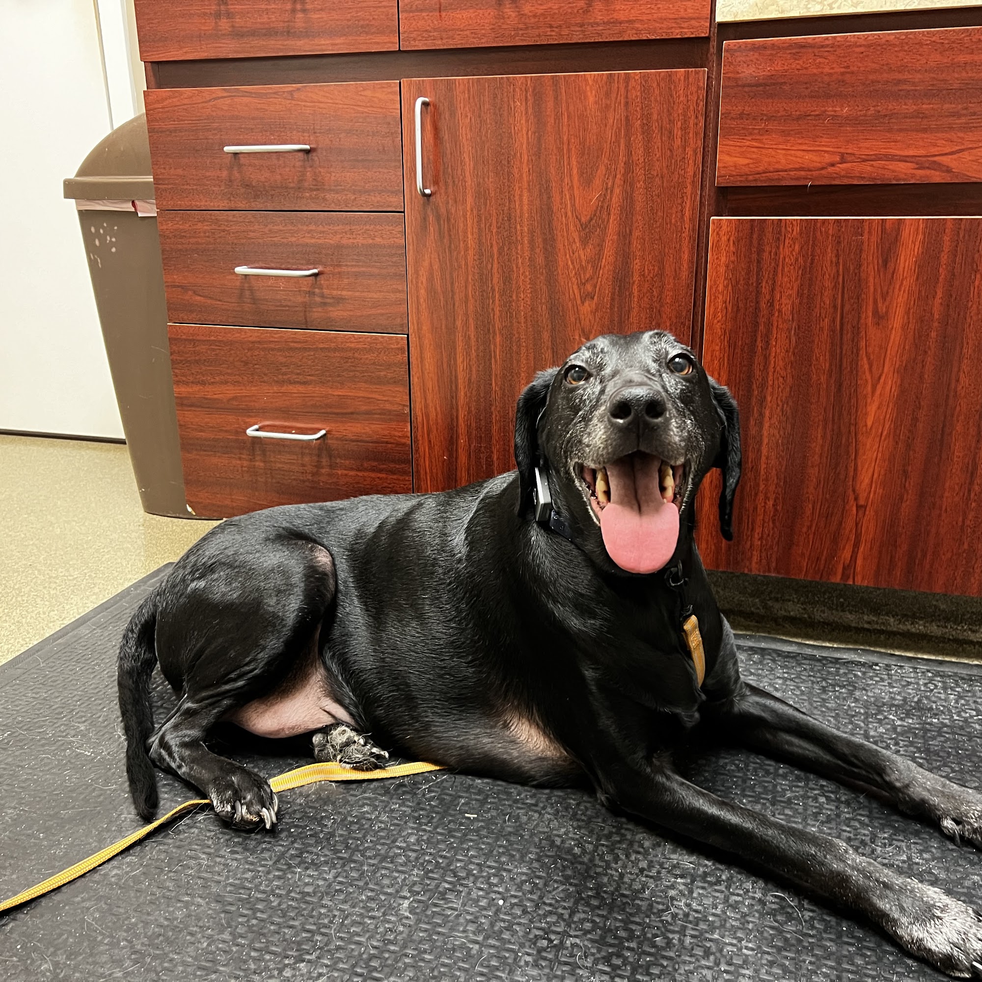 Rockmart Animal Hospital PC Rockmart