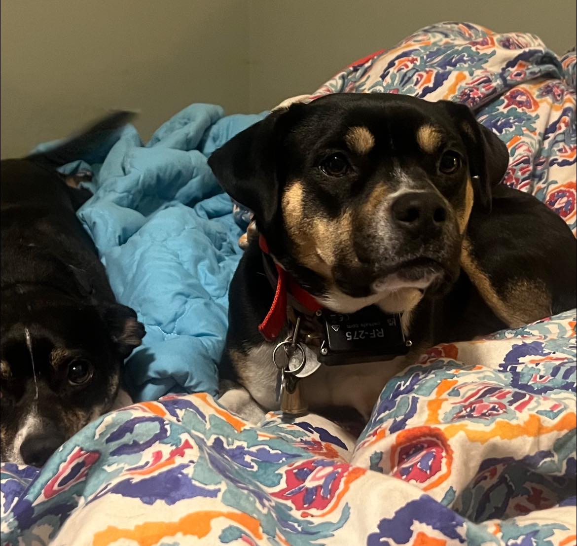 Groom Room Rocky Face