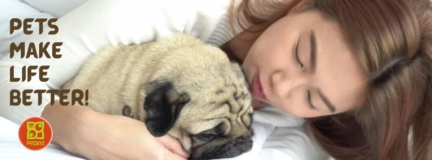 Petland of Rome Rome