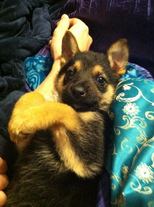 Lakeview Animal Clinic Rome