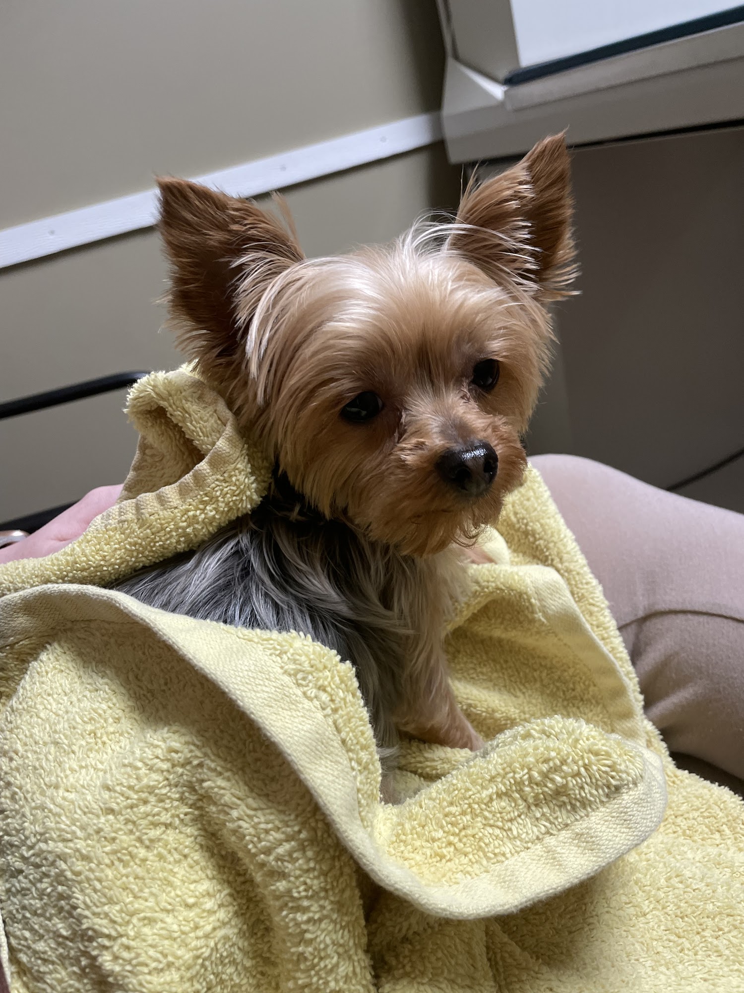 West Rome Animal Clinic Rome