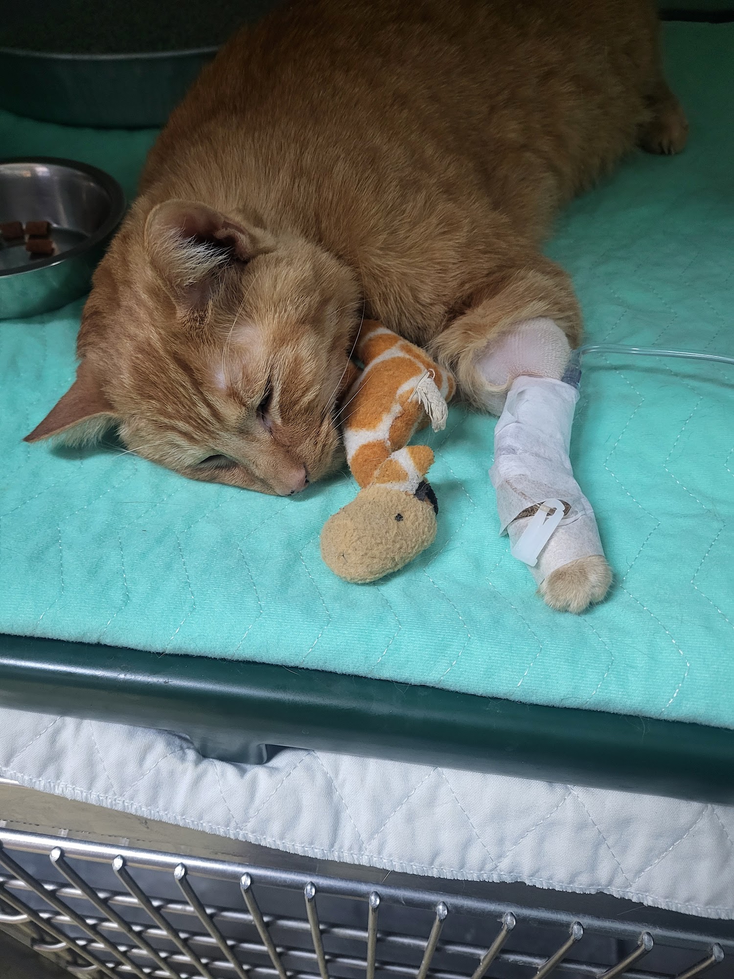 North Broad Animal Clinic Rome