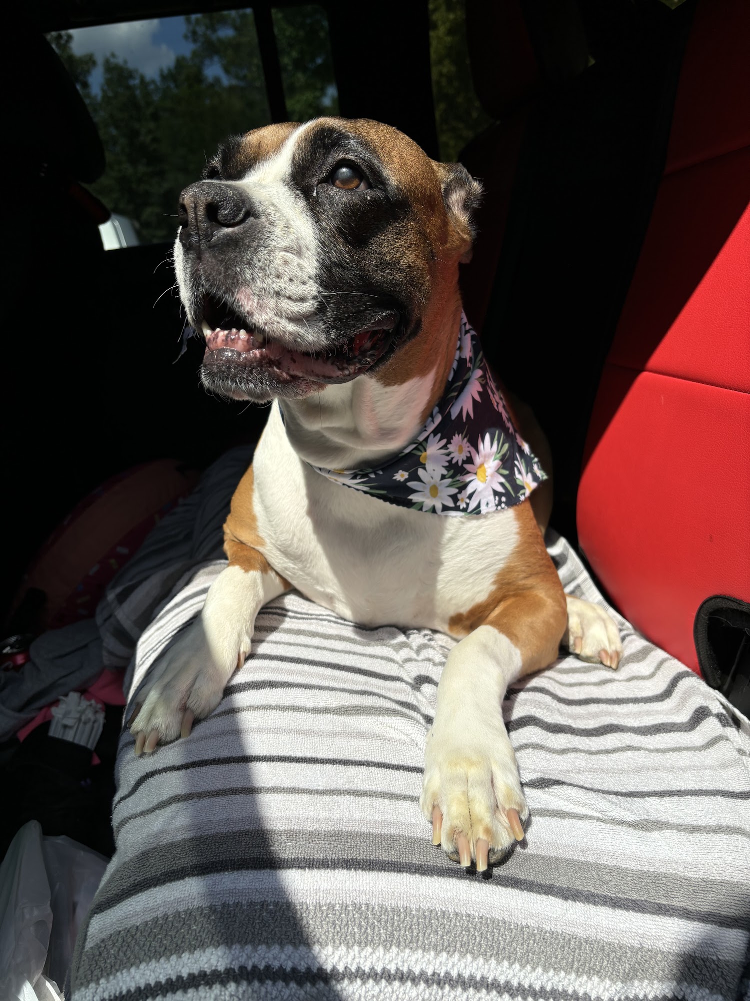 Culbreth Carr Watson Animal Clinic Rome