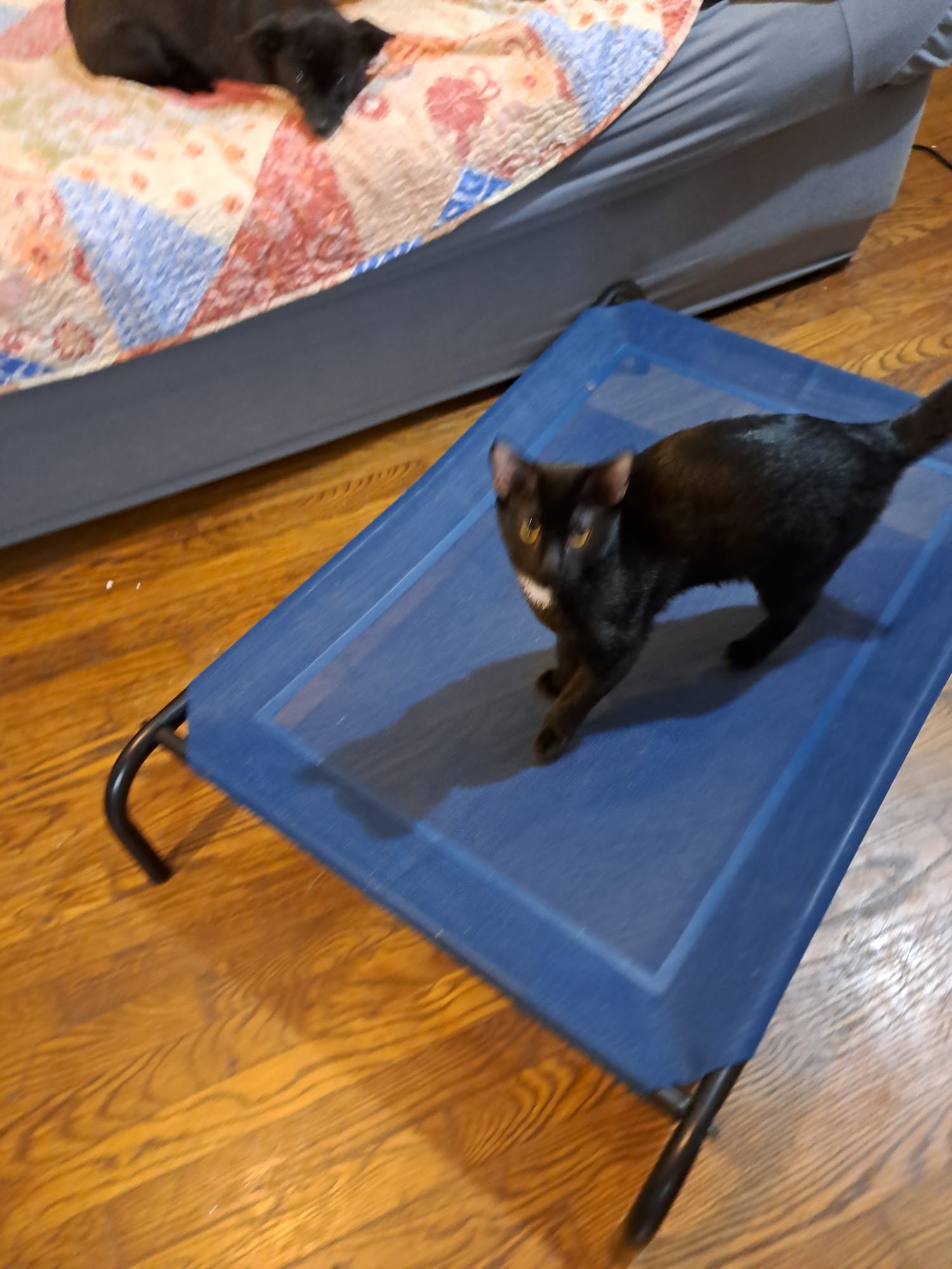 Possum Trot Veterinary Clinic Rome