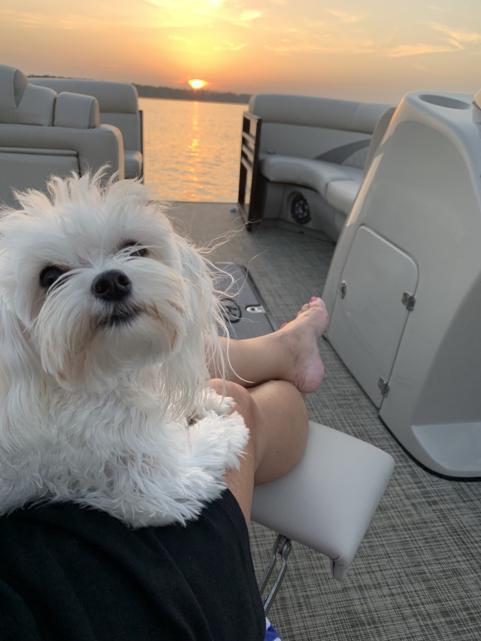 Snowberry's Grooming & Pet Boarding Rome