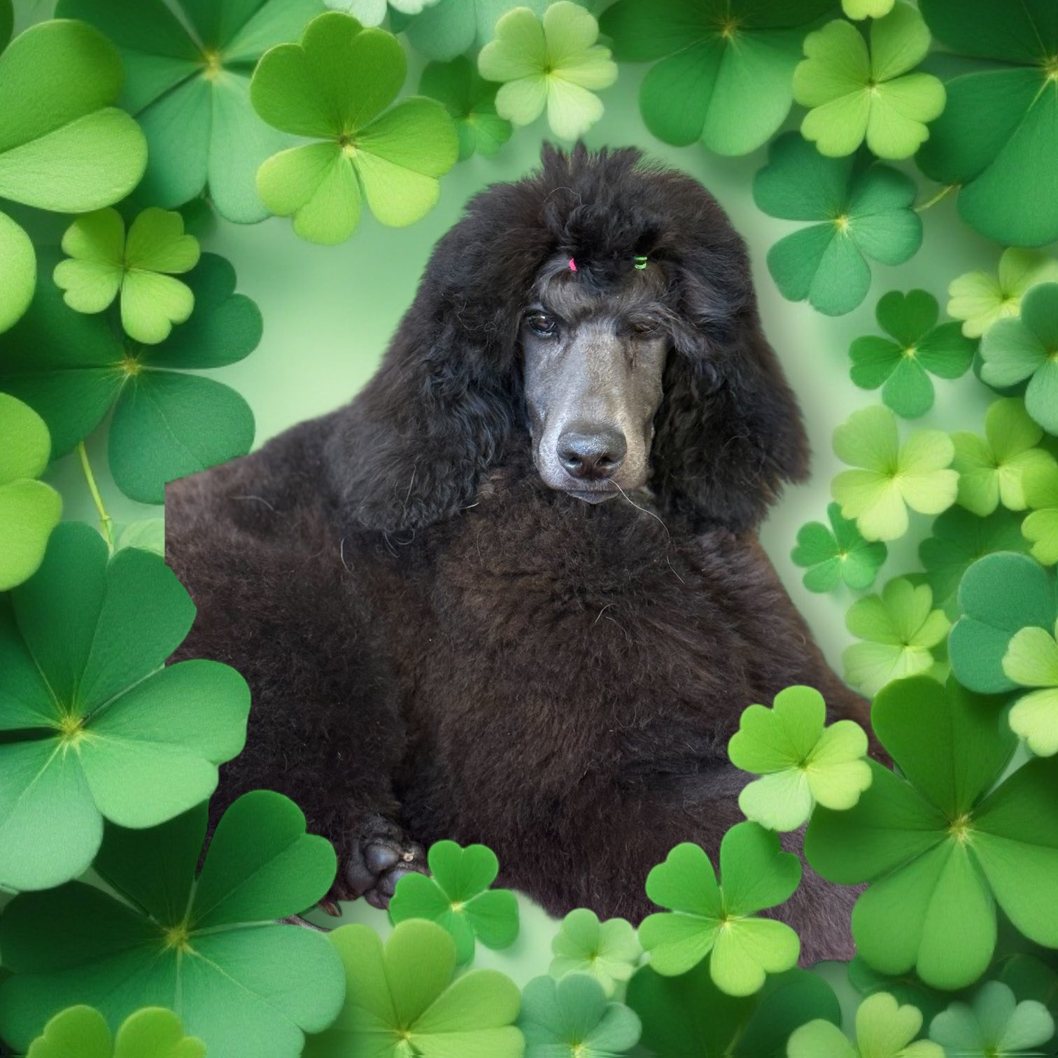 Clippers N' Bows Rome