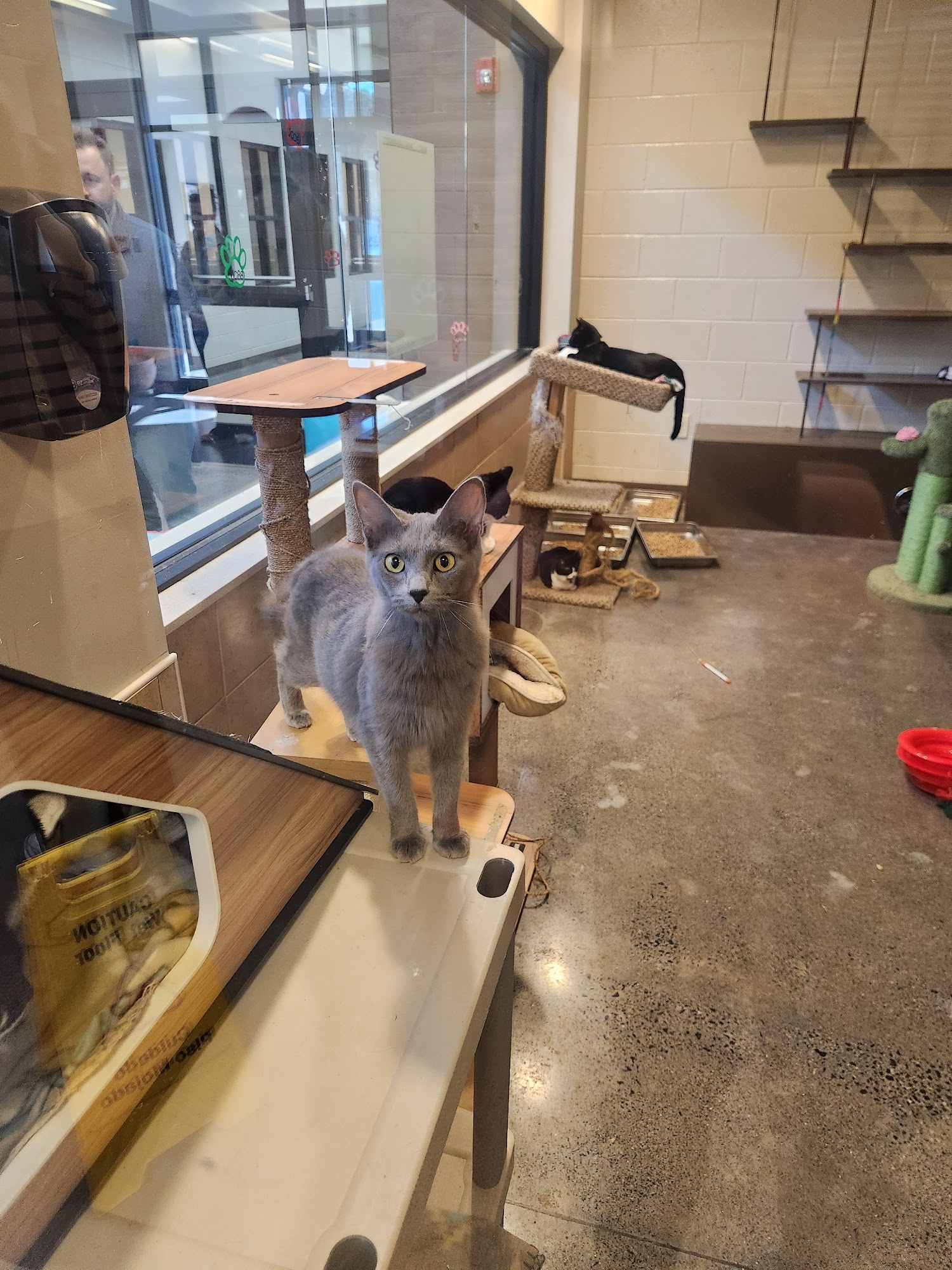 Public Animal Welfare Services Rome