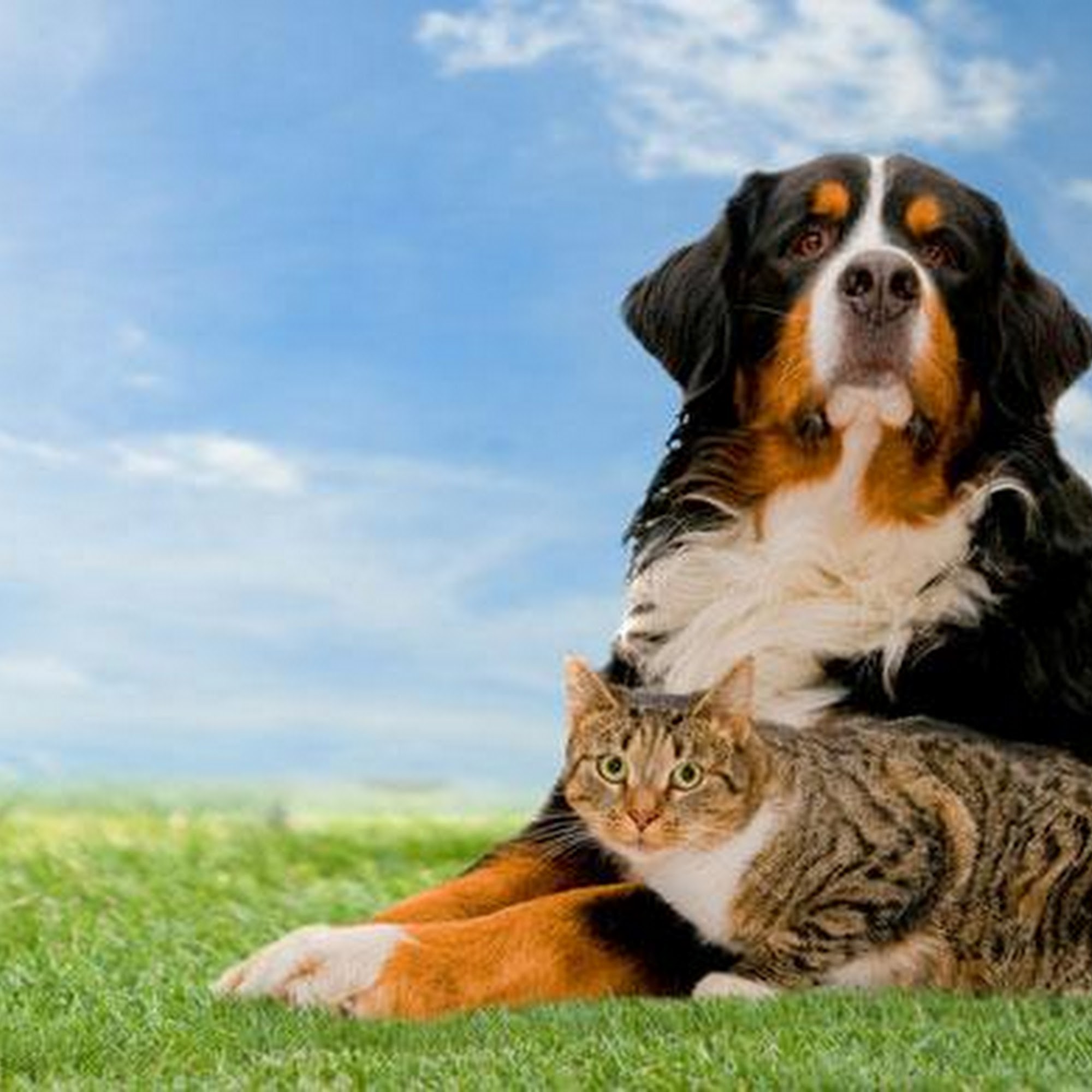 Chattahoochee Animal Clinic Roswell