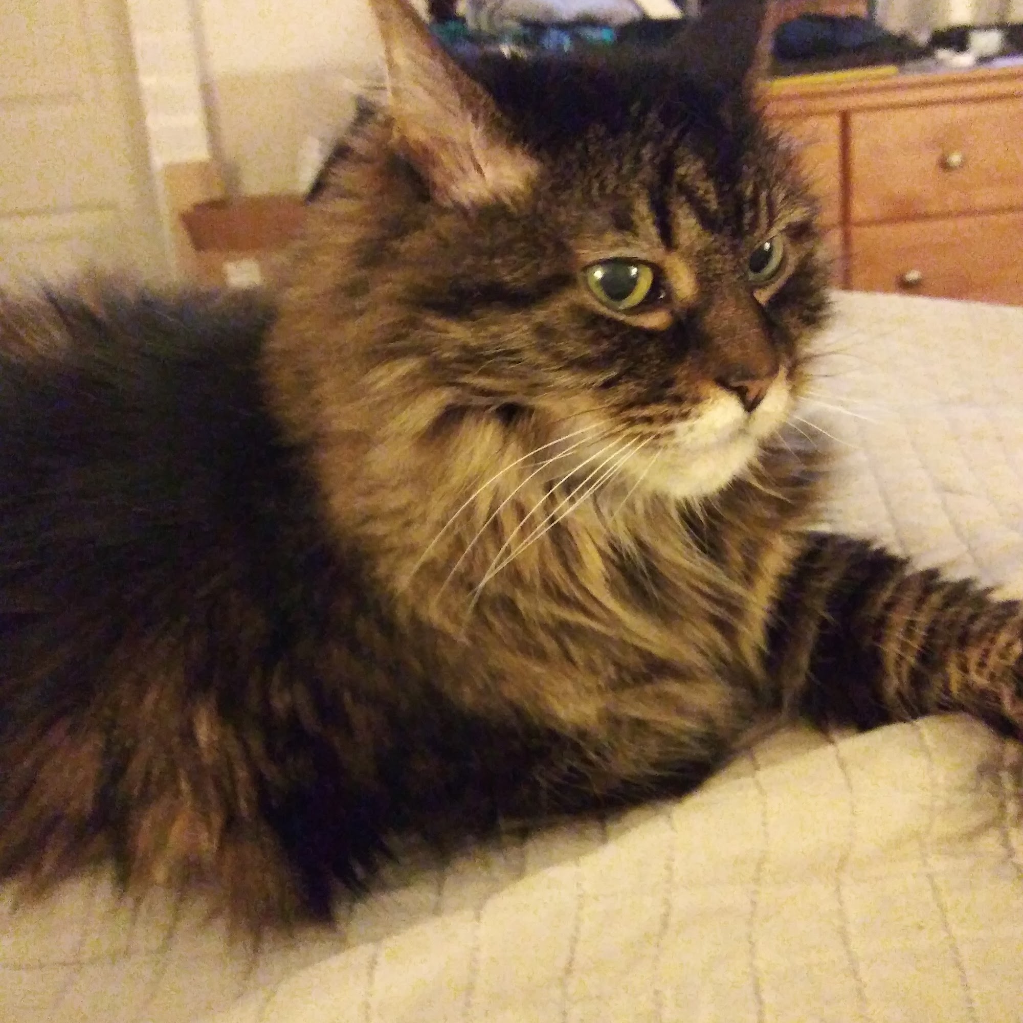 North Roswell Veterinary Clinic Roswell