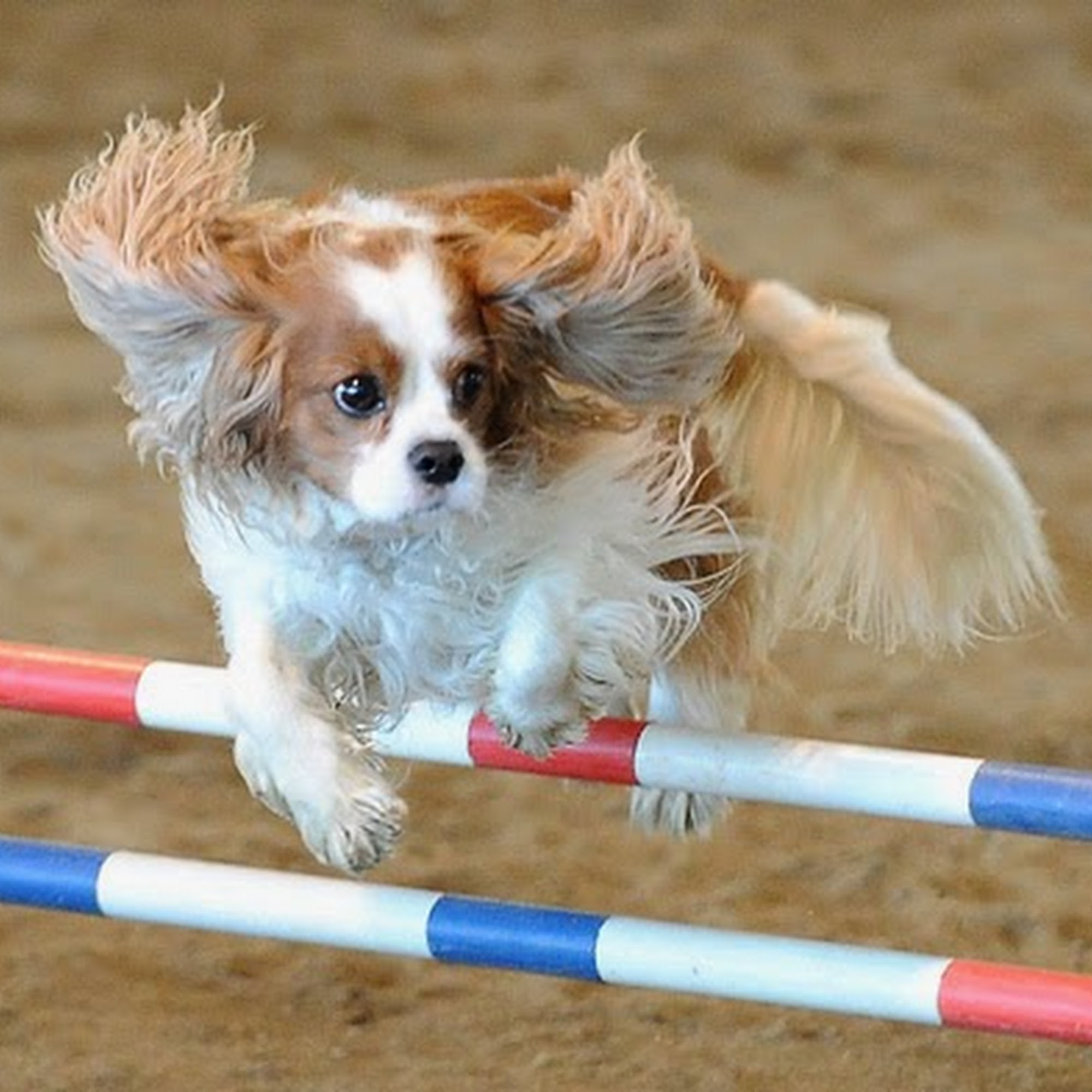 Holcomb Bridge Animal Hospital Roswell